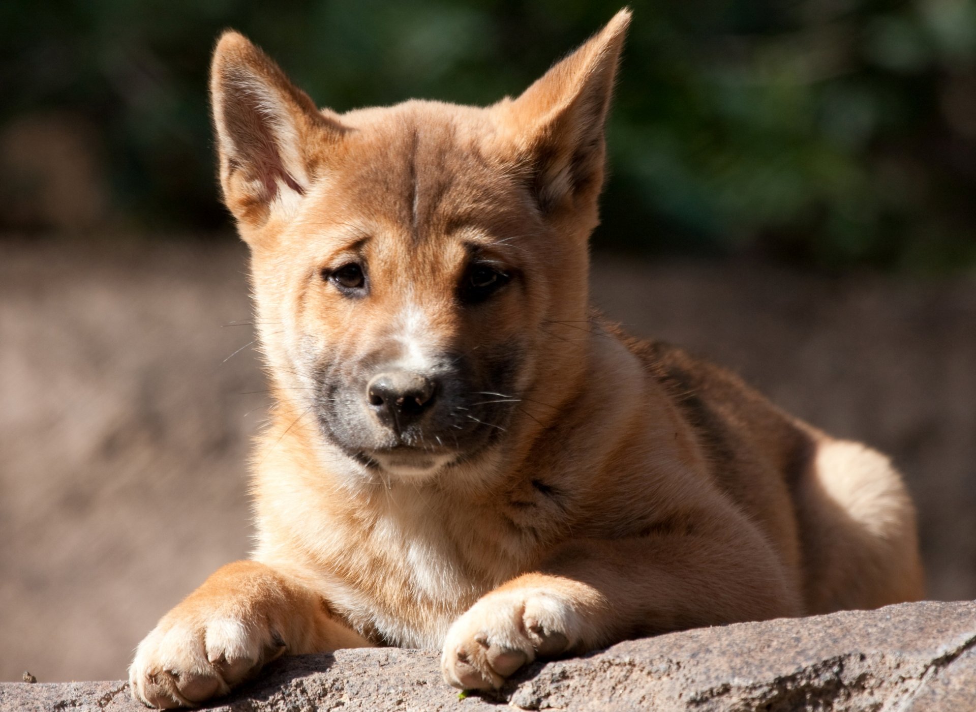 cane selvatico dingo cucciolo