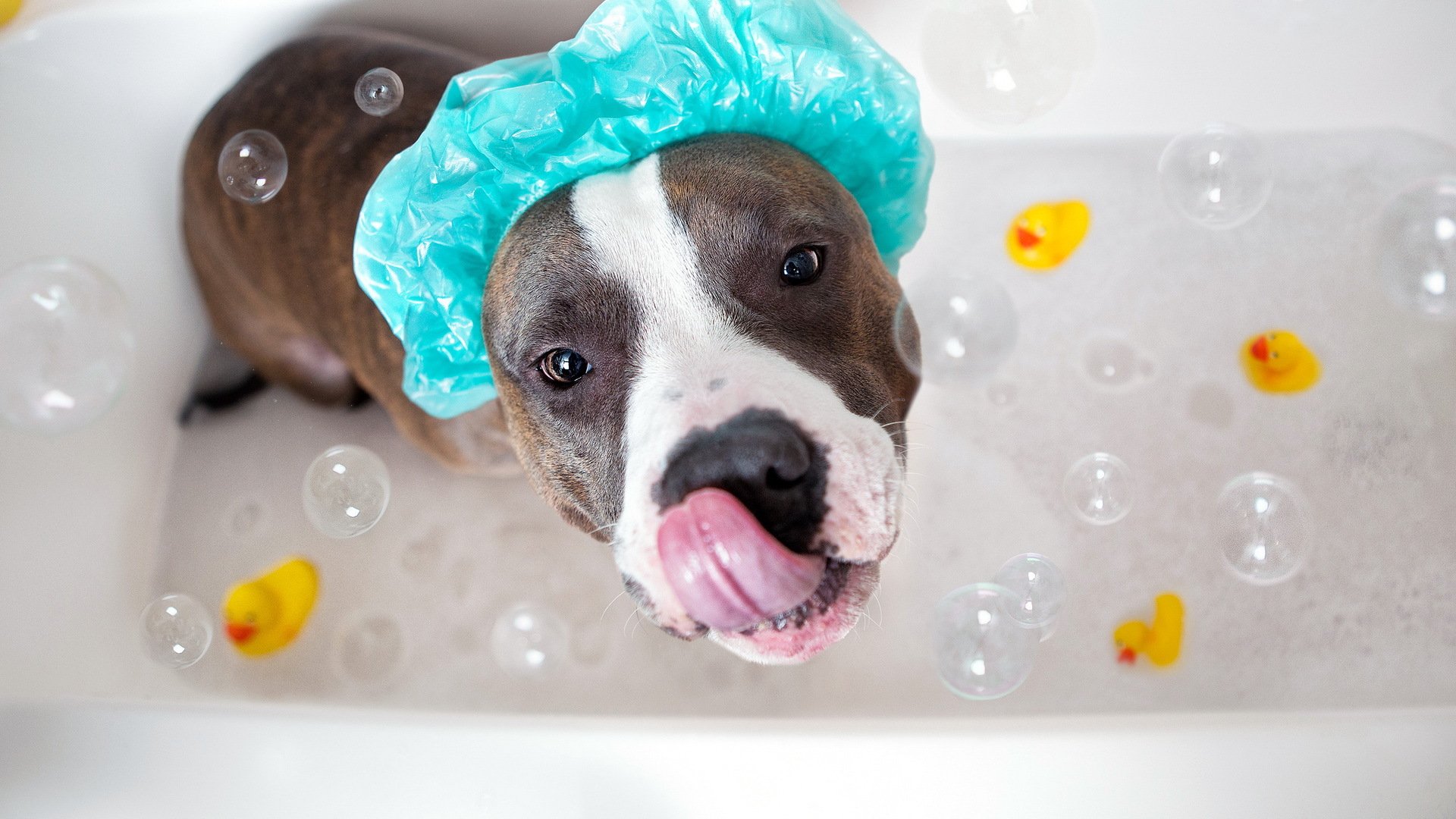 hund badewanne blick