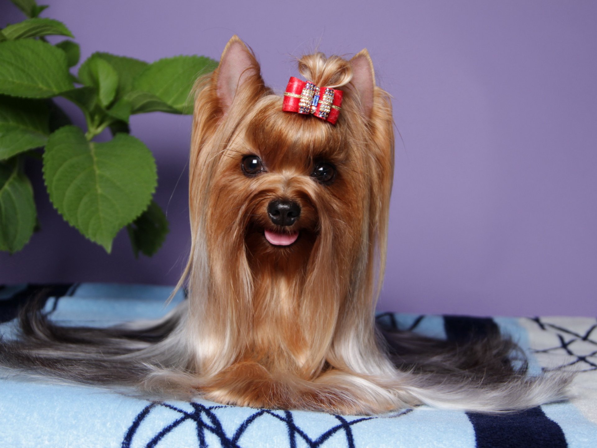 pies yorkshire terrier wygląd zwierzęta zdjęcia