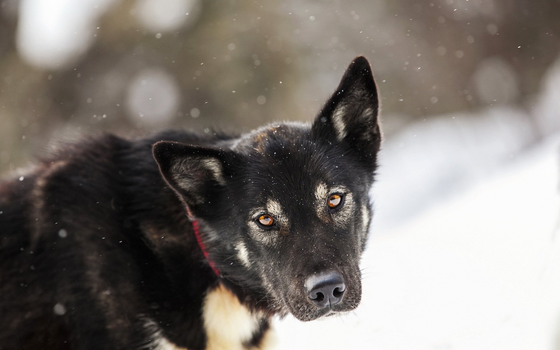 chien malamute regard