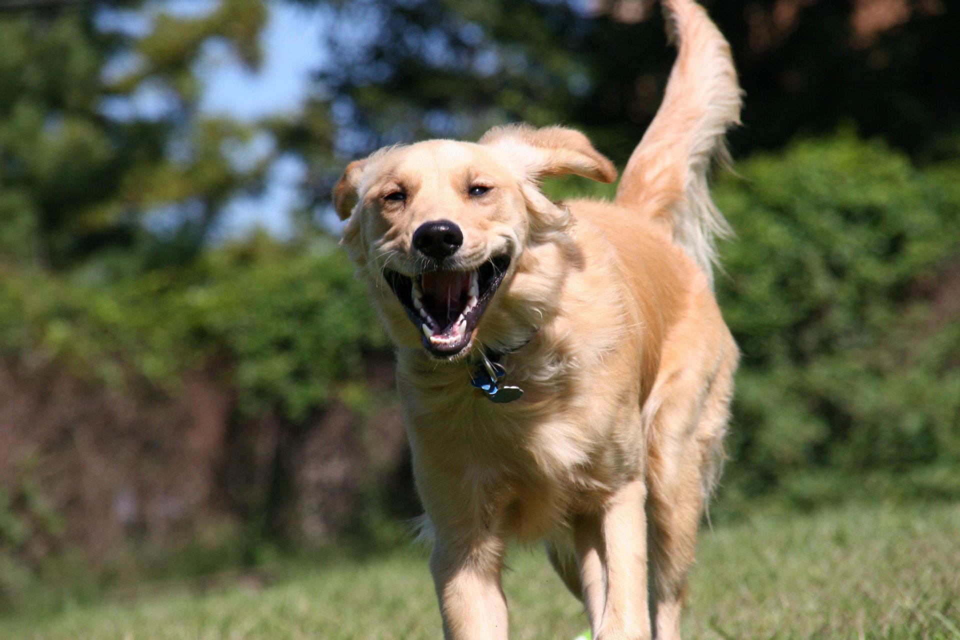 cane amico retriever corre