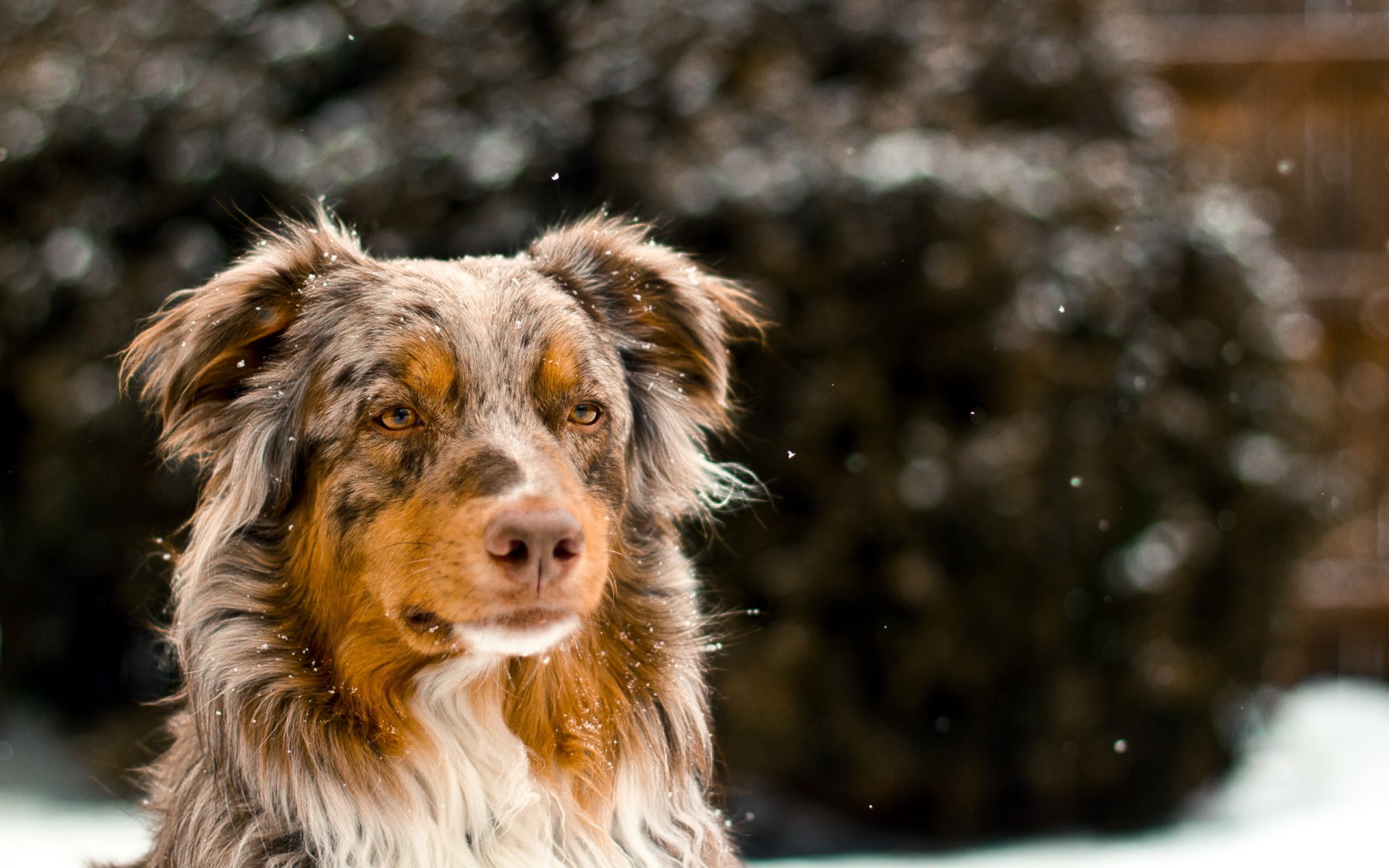 perro amigo mirada