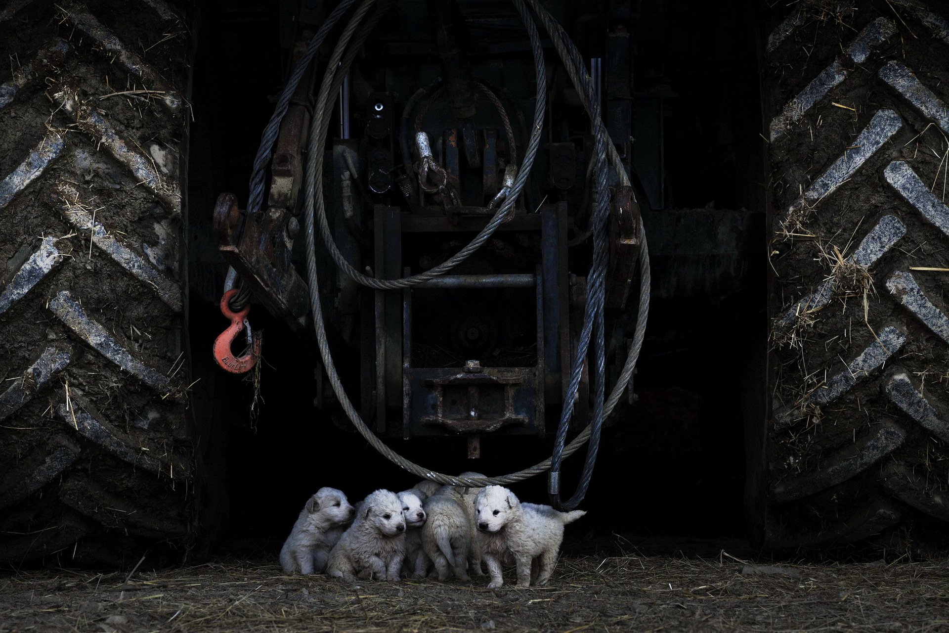 perros cachorros tractor