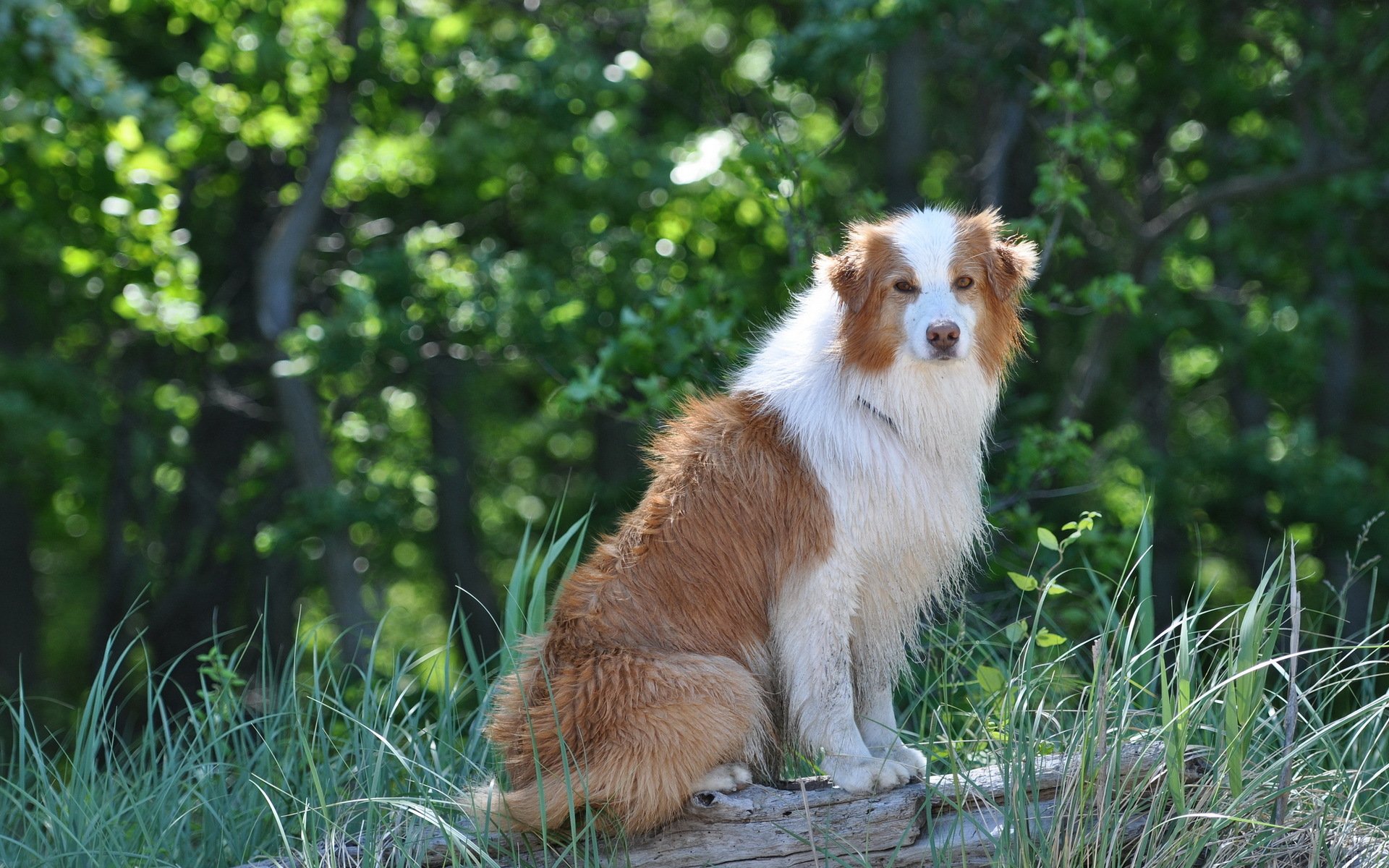 cane amico sguardo