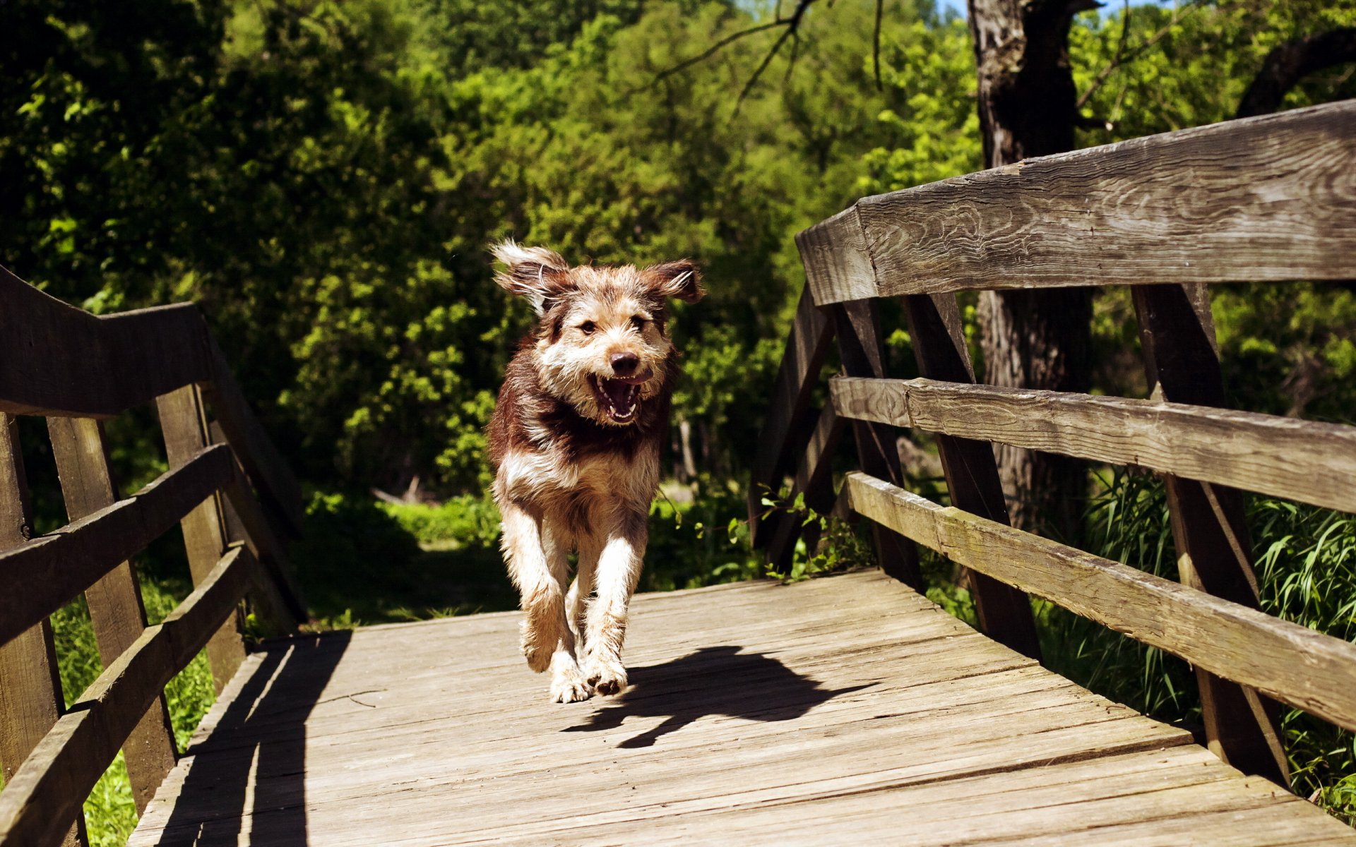 chien pont été