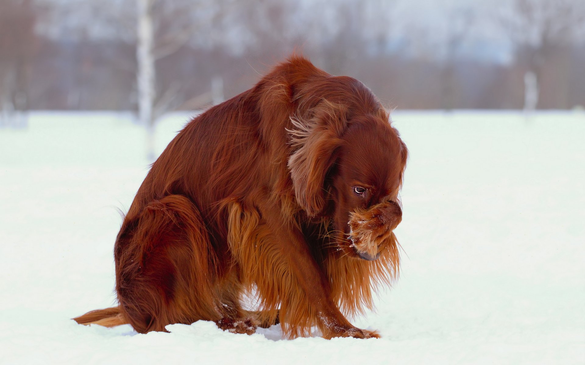 winter setter snow dog