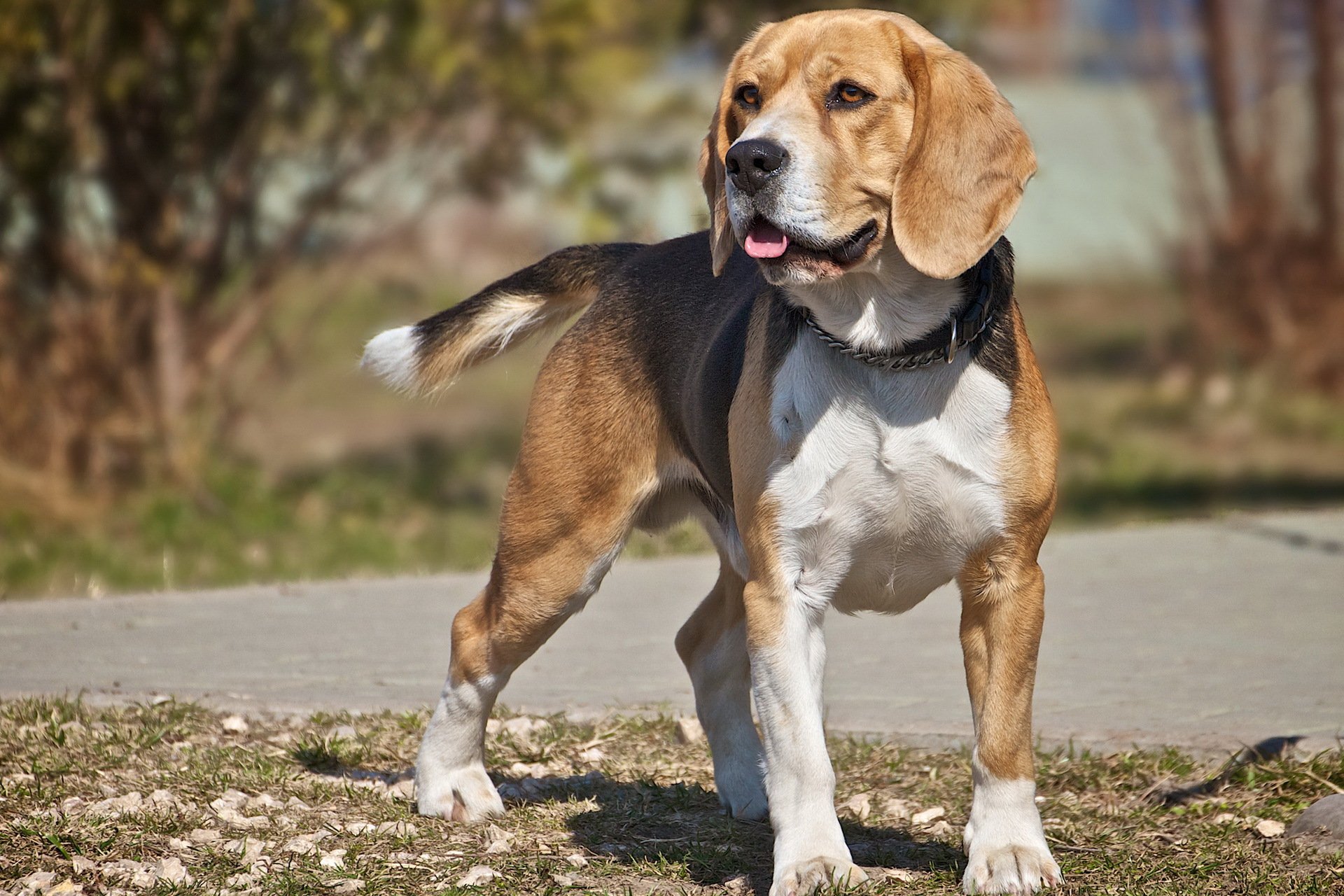 cane beagle amico