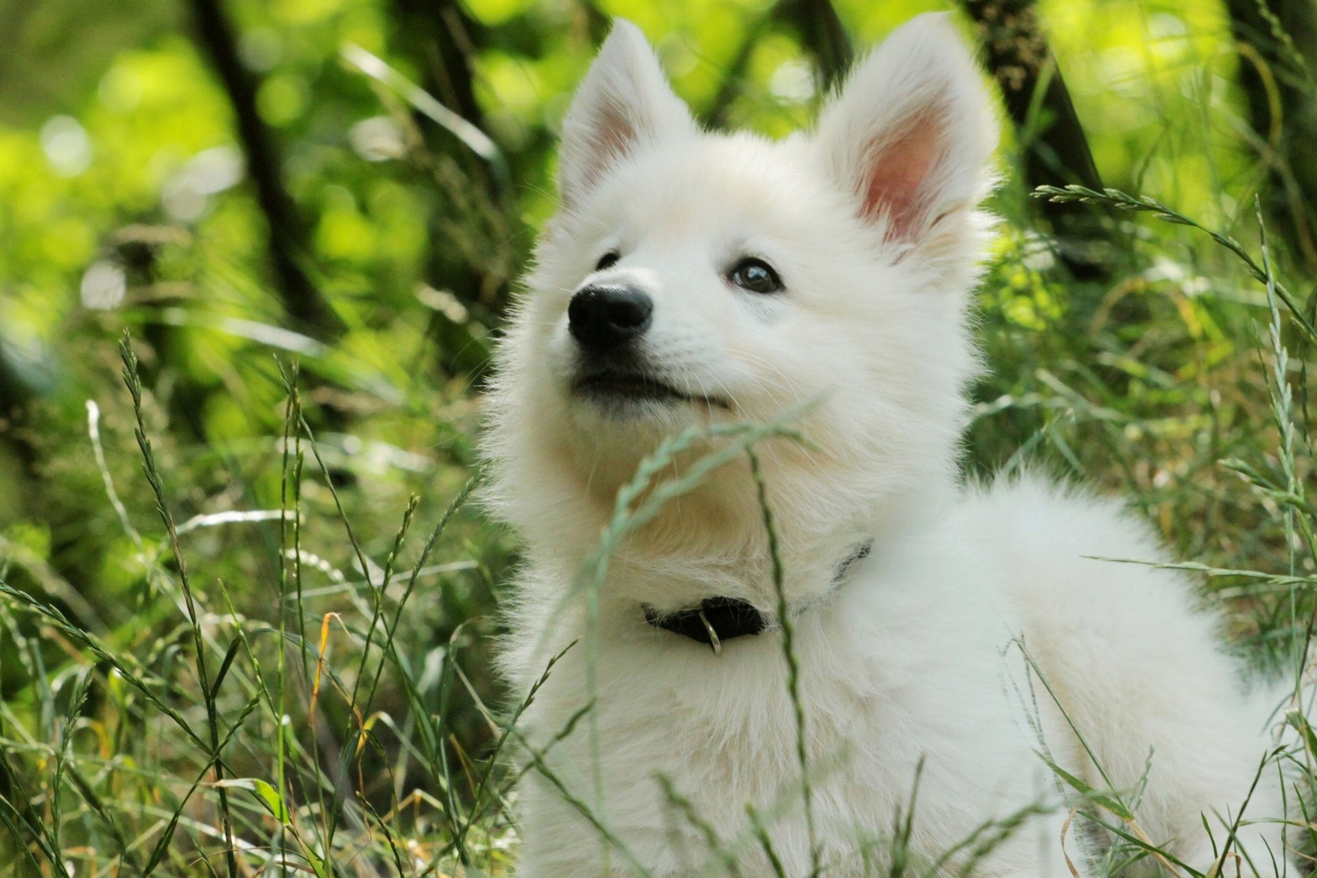 schäferhund welpe gras