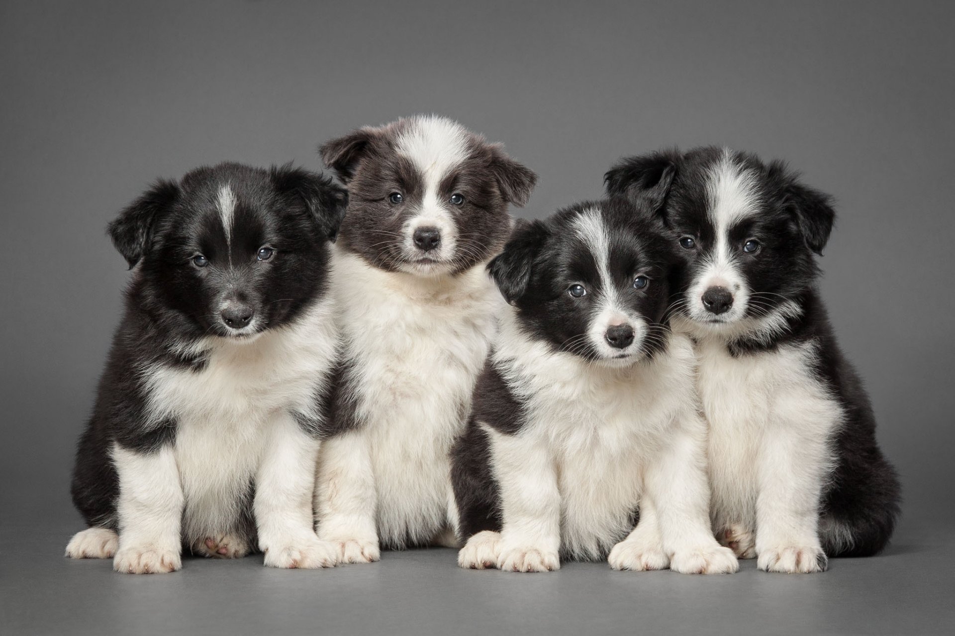 border collie chiots quatuor