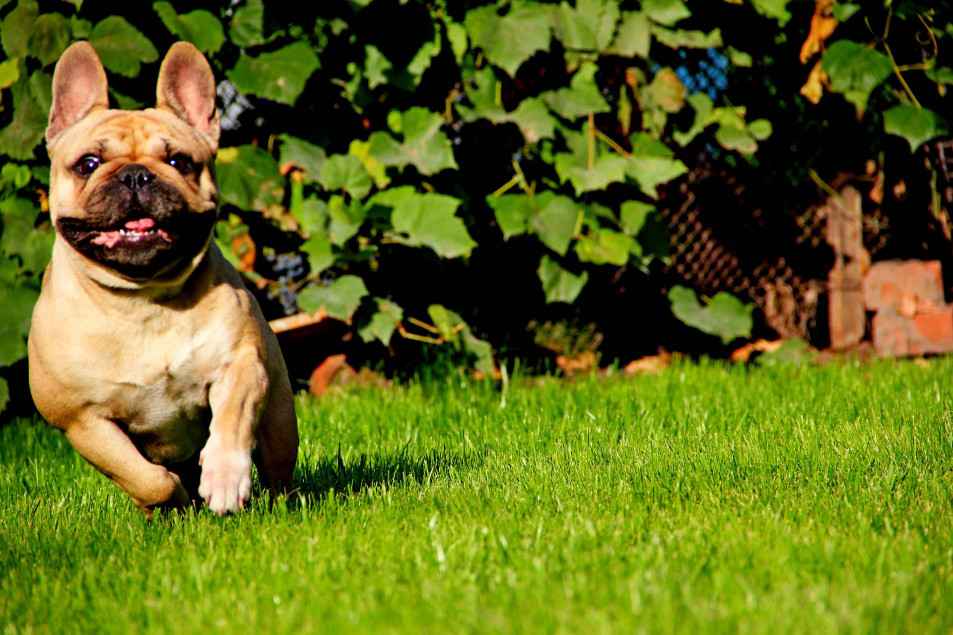 französische bulldogge läuft schnauze zunge gras sonne hellgelb