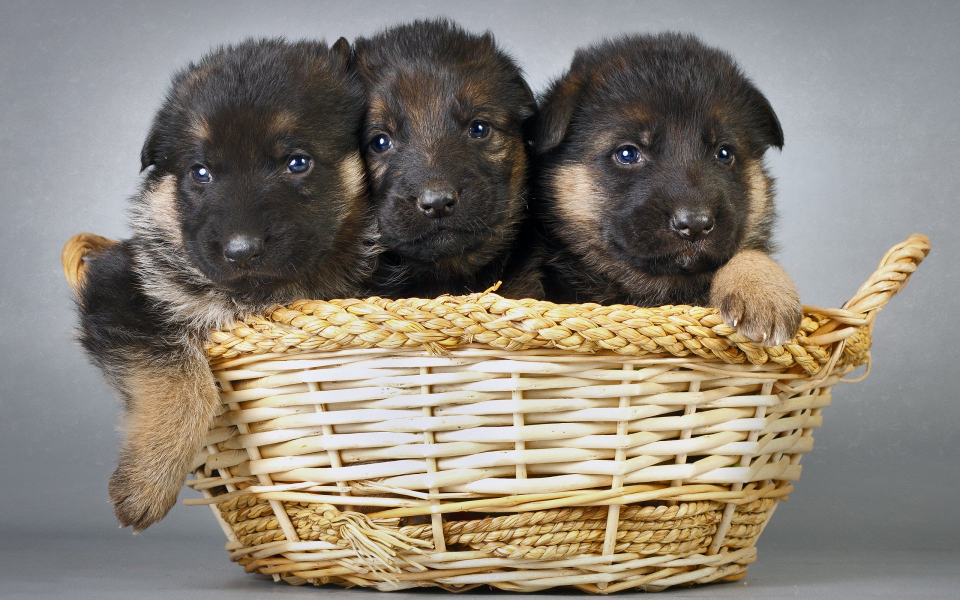 dogs puppies shopping