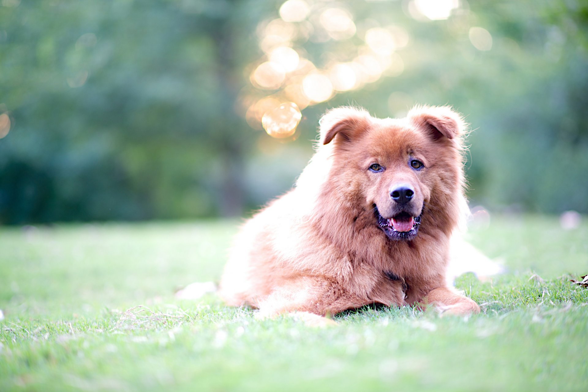 herbe chien regard éblouissement