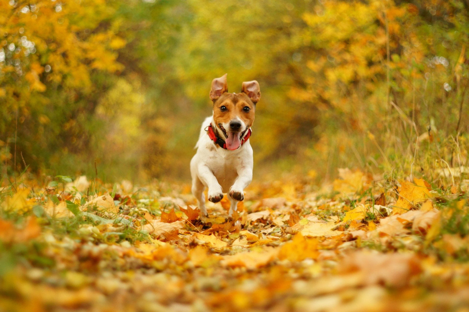 hund laufen geschwindigkeit freude maul natur herbst laub bokeh