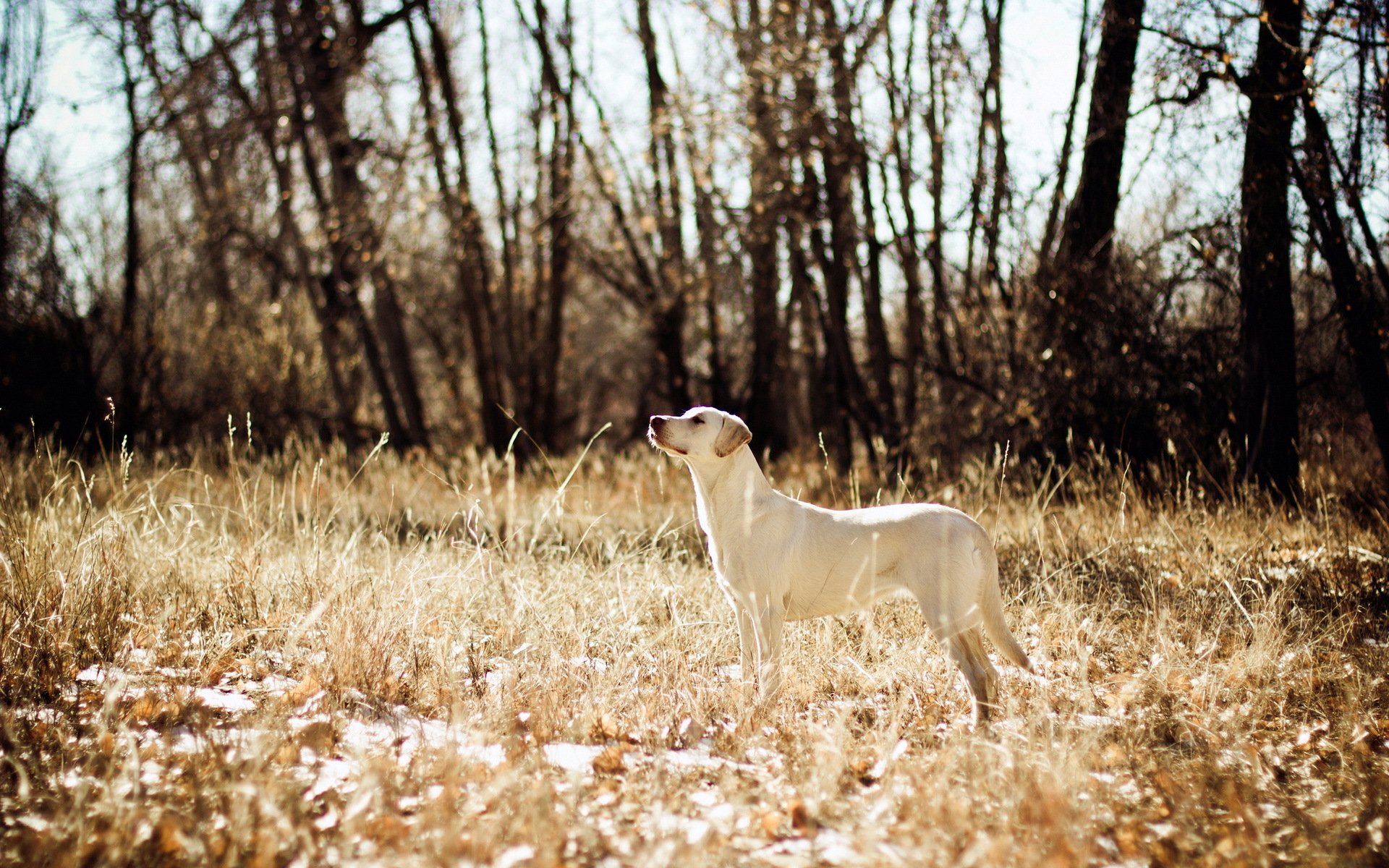 perro campo caza