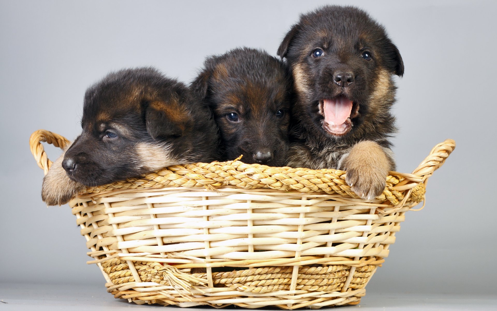 cachorros perros cesta