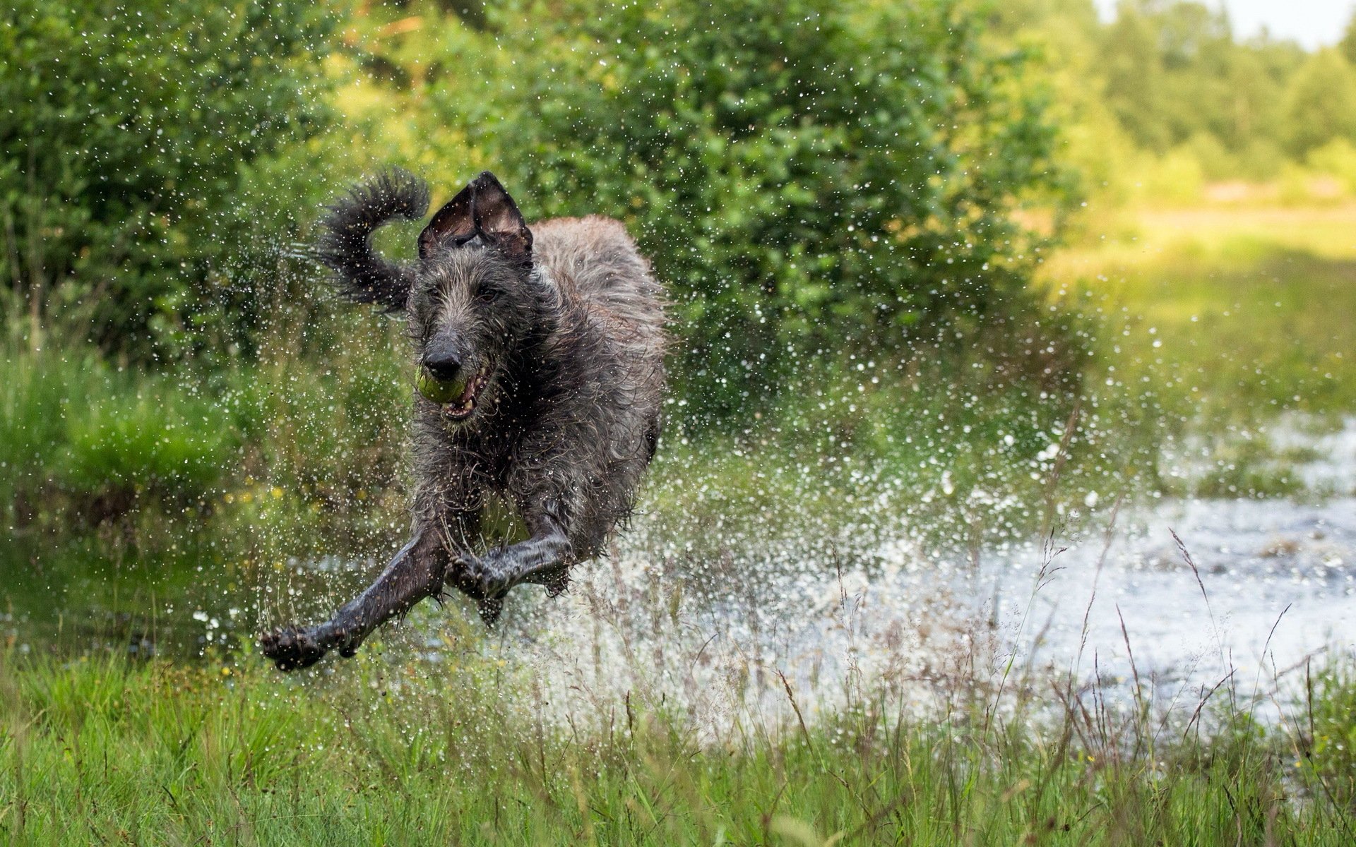 chien course eau jet