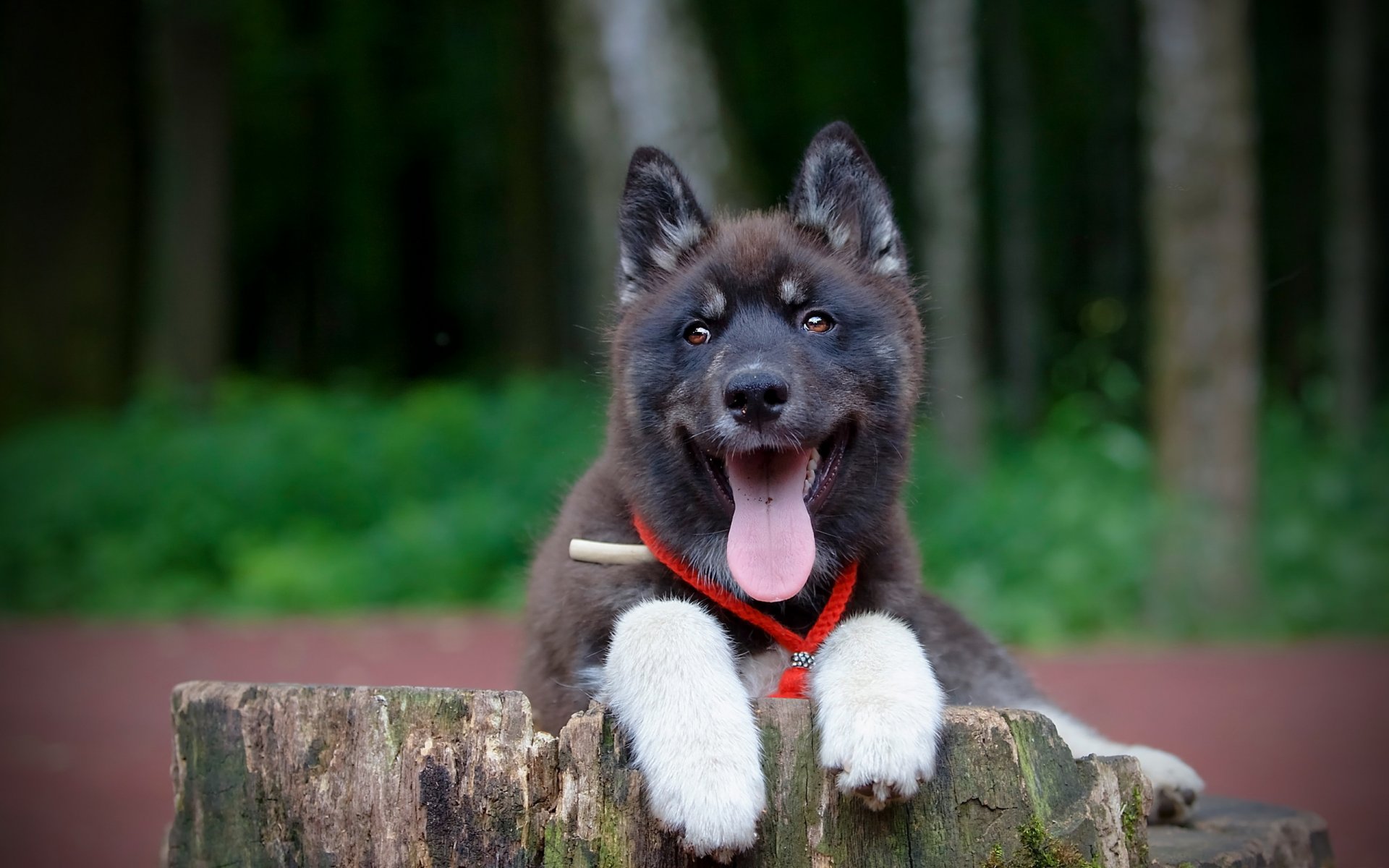 chien ami regard