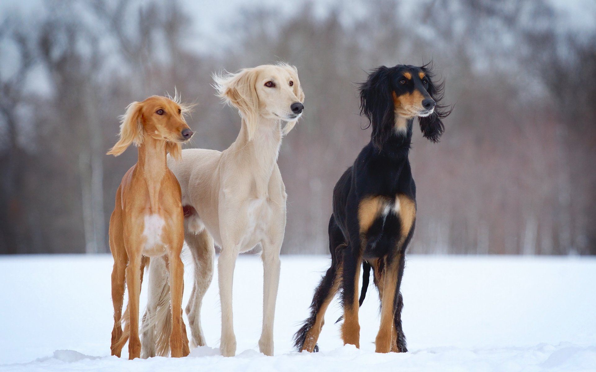 psy-h plener suwak zima saluki śnieg psy