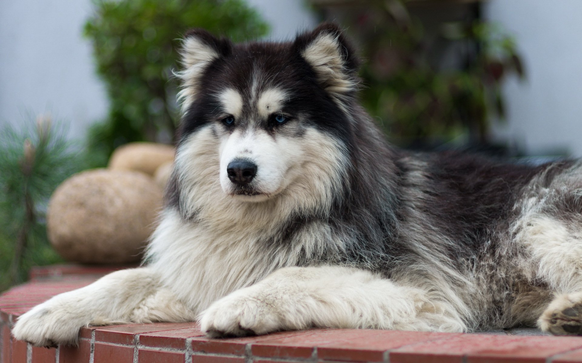 cane amico sguardo