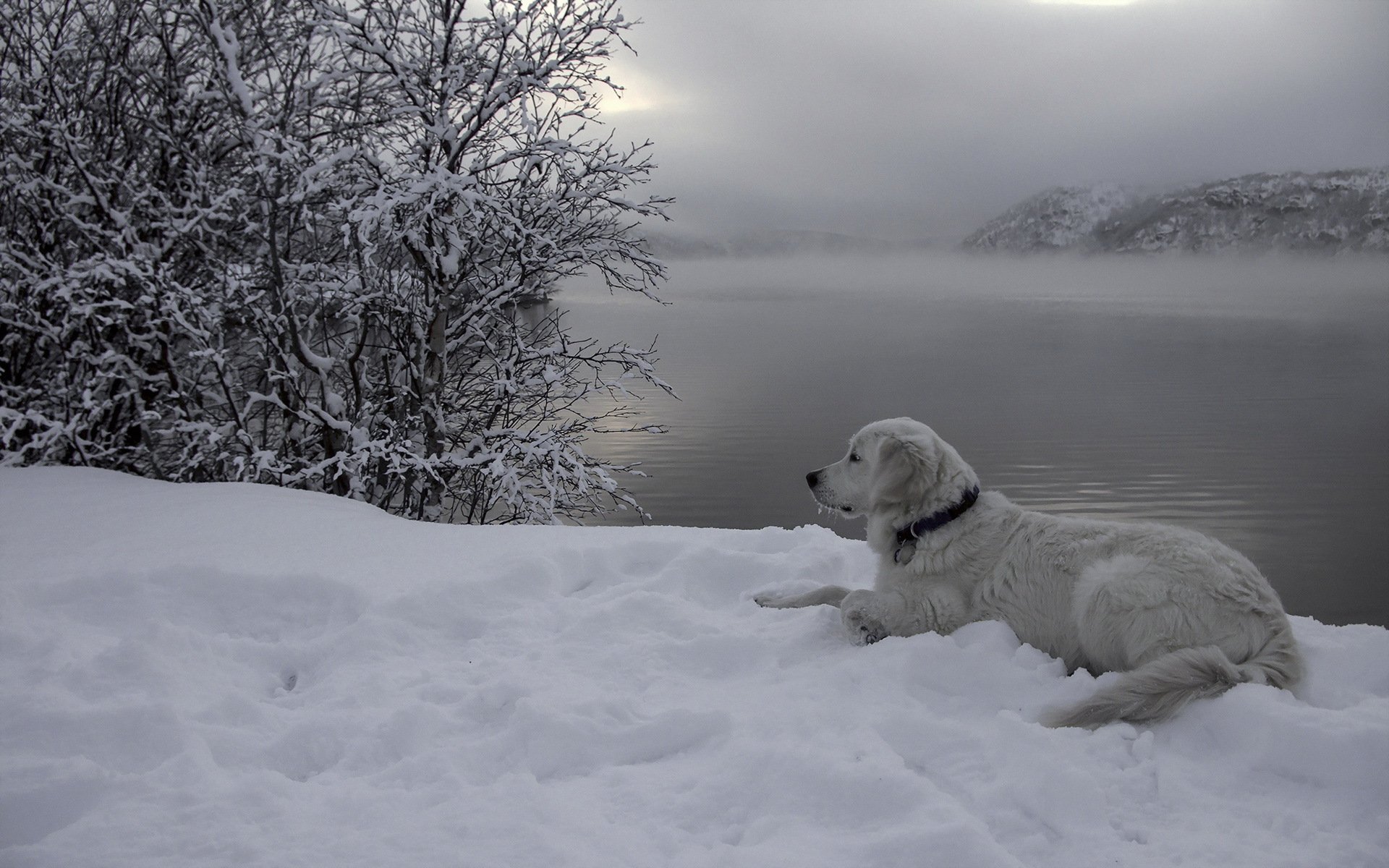 cane amico fiume neve