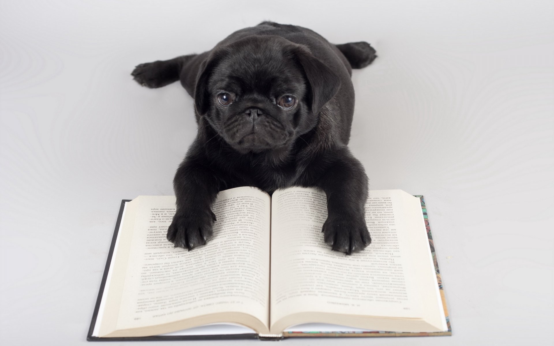 chien livre fond