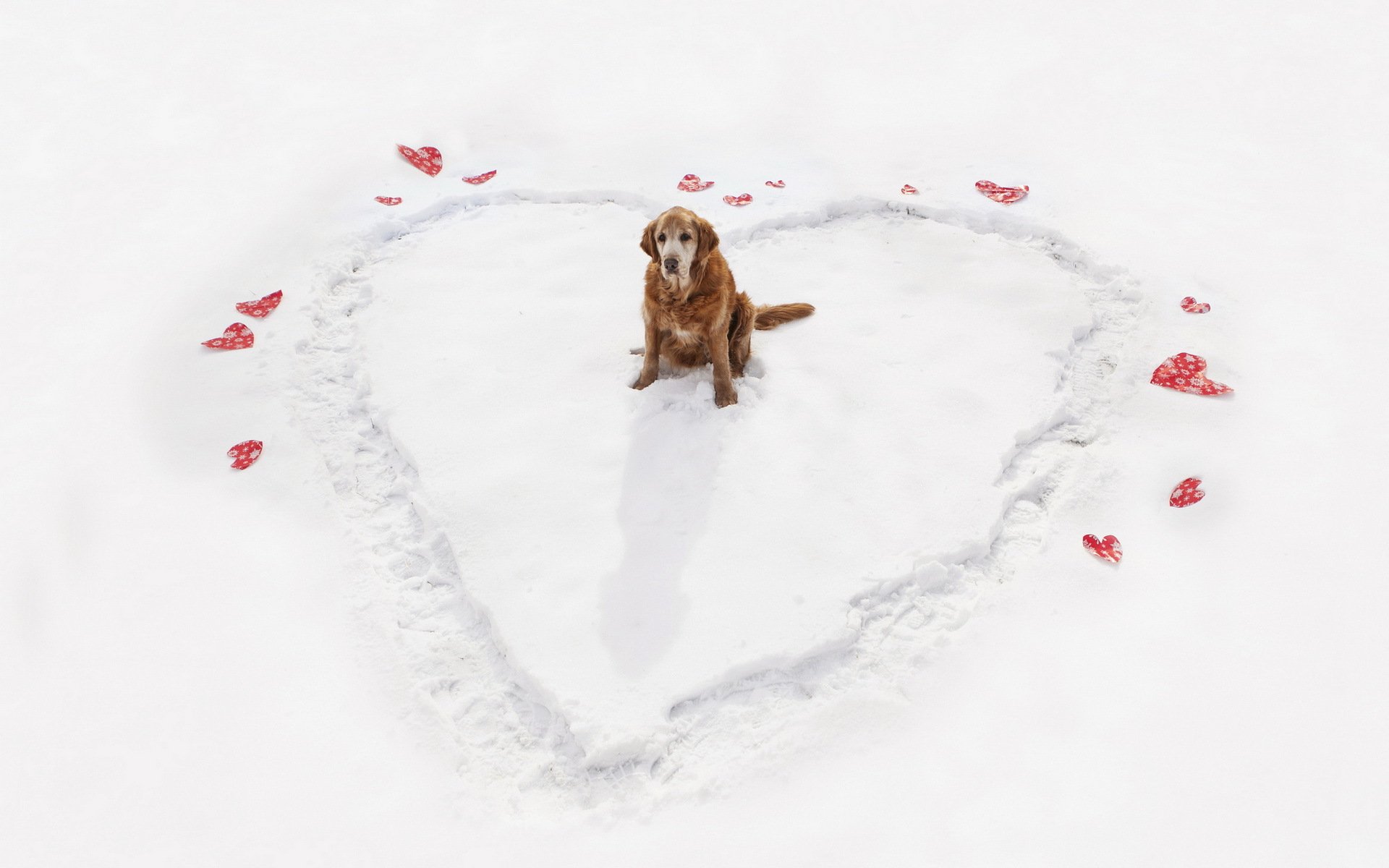 dog heart winter