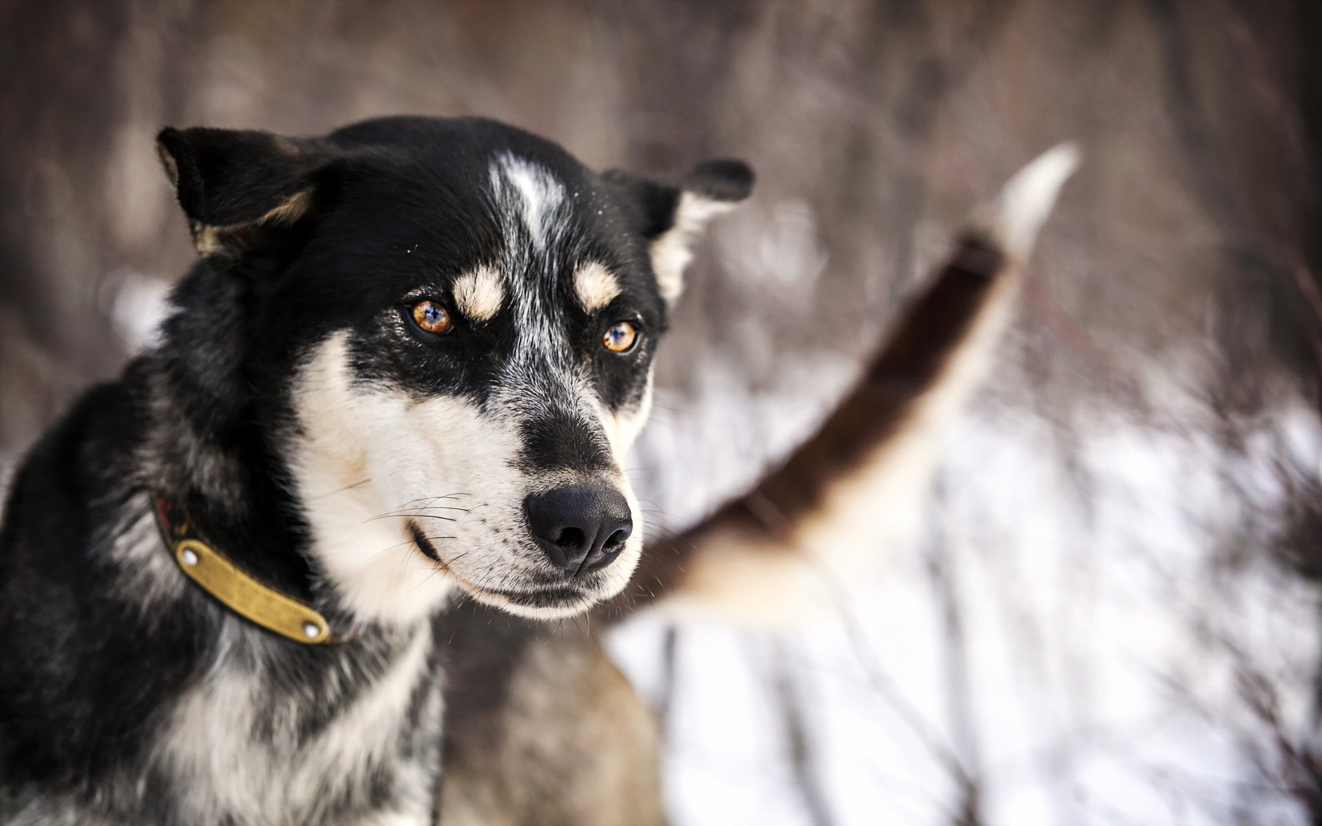 perro mirada amigo