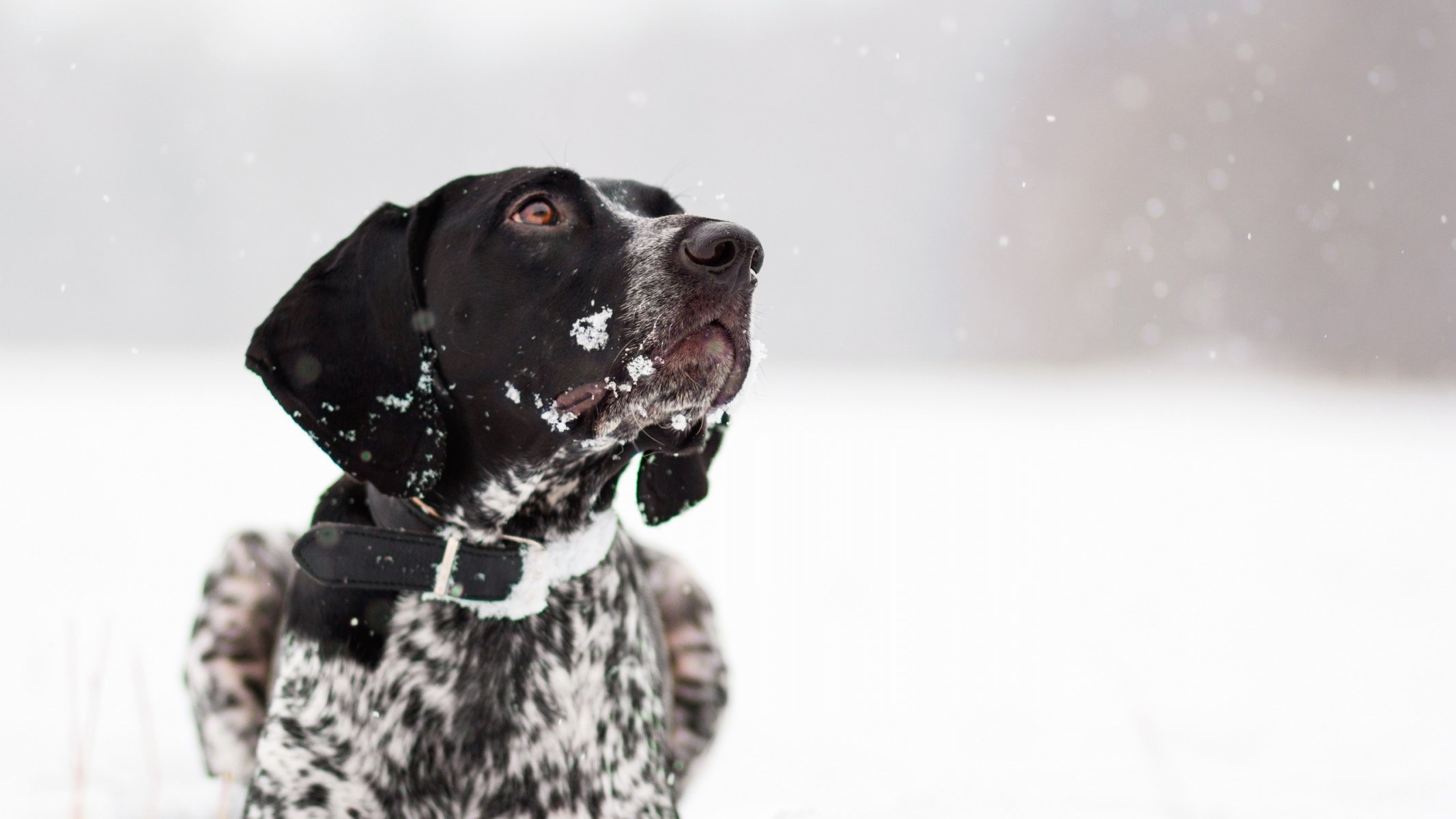 cane amico inverno