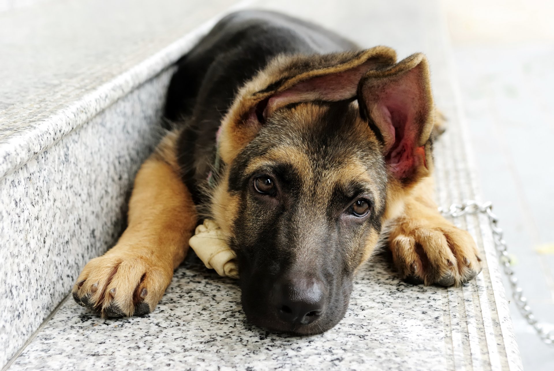 pasos perro perro pastor mentiras hocico orejas ojos mirada cadena