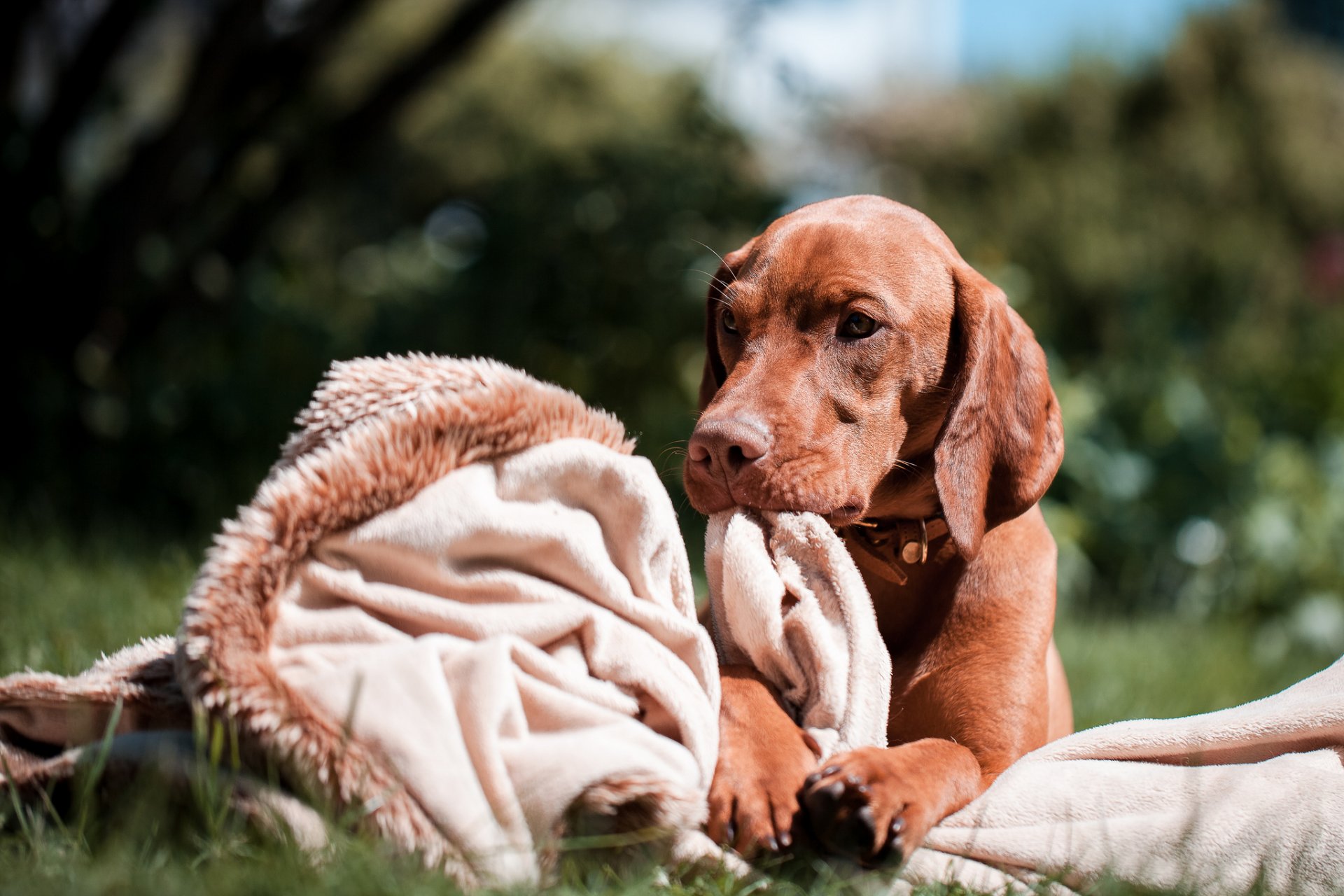 chien race hongrois regard herbe plaid