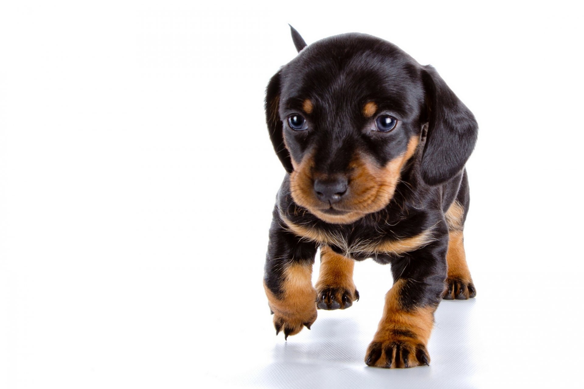 cachorro dachshund bebé