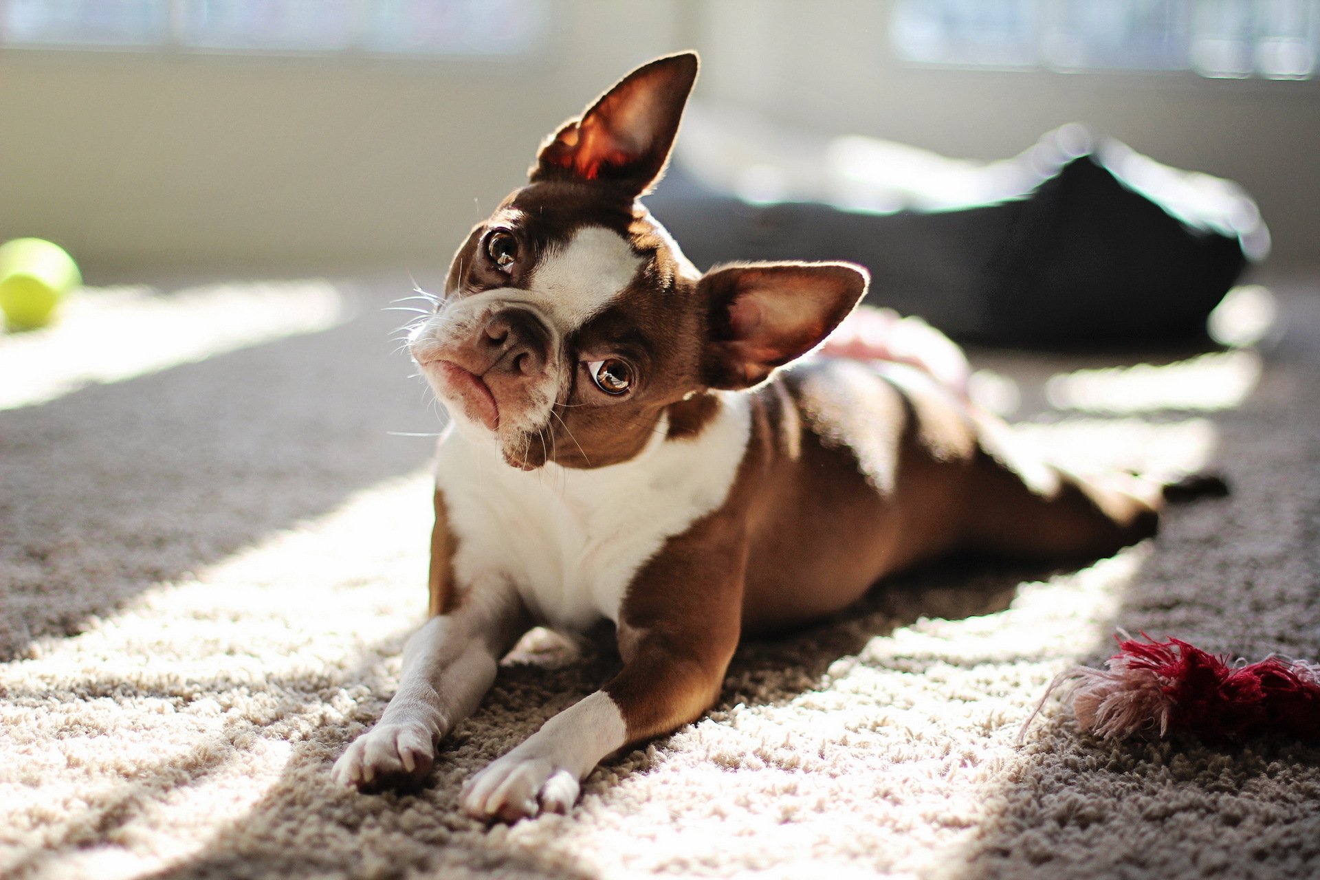 red boston terrier cane sguardo