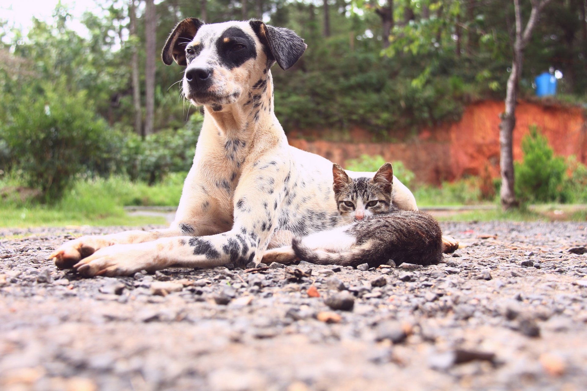 cane gatto amici