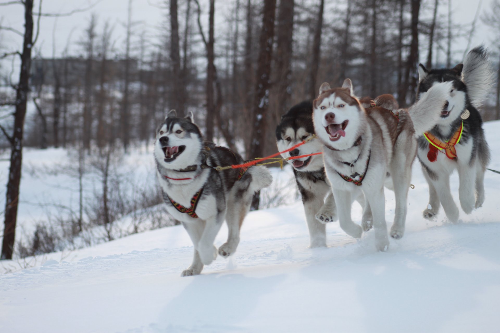 huskies hunde winter