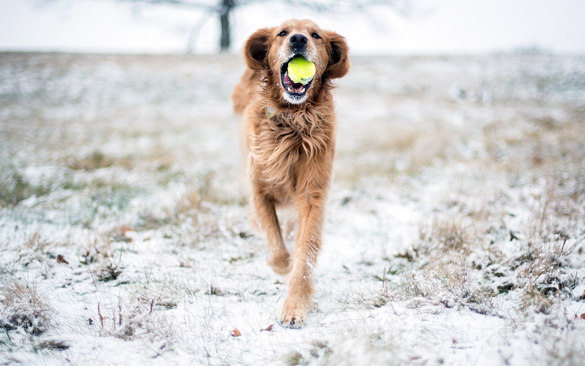 hund spiel schnee