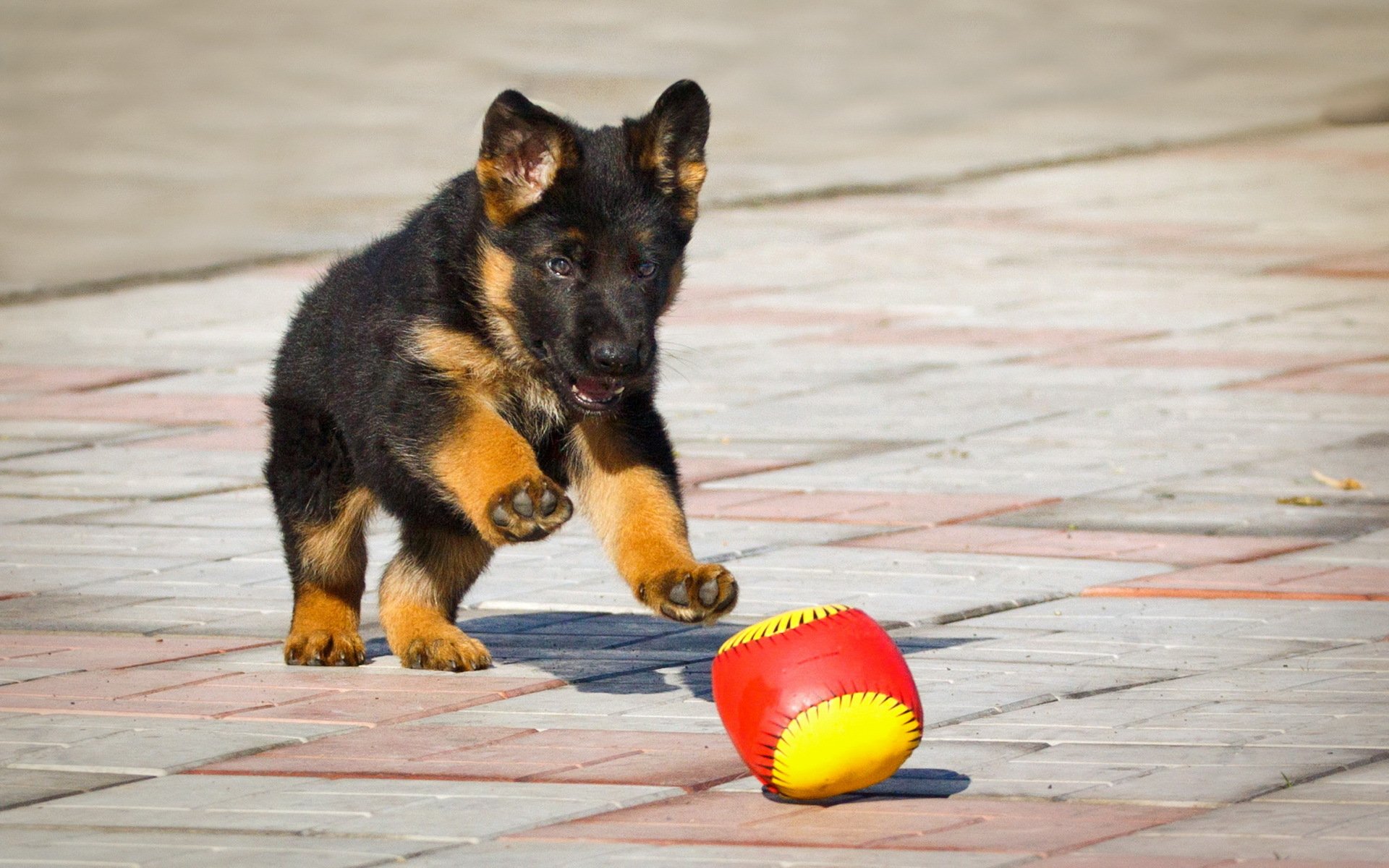 berger allemand chiot balle