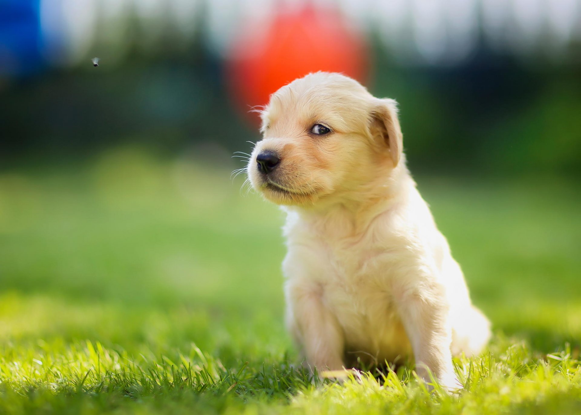 chiot museau vue golden retriever mouche