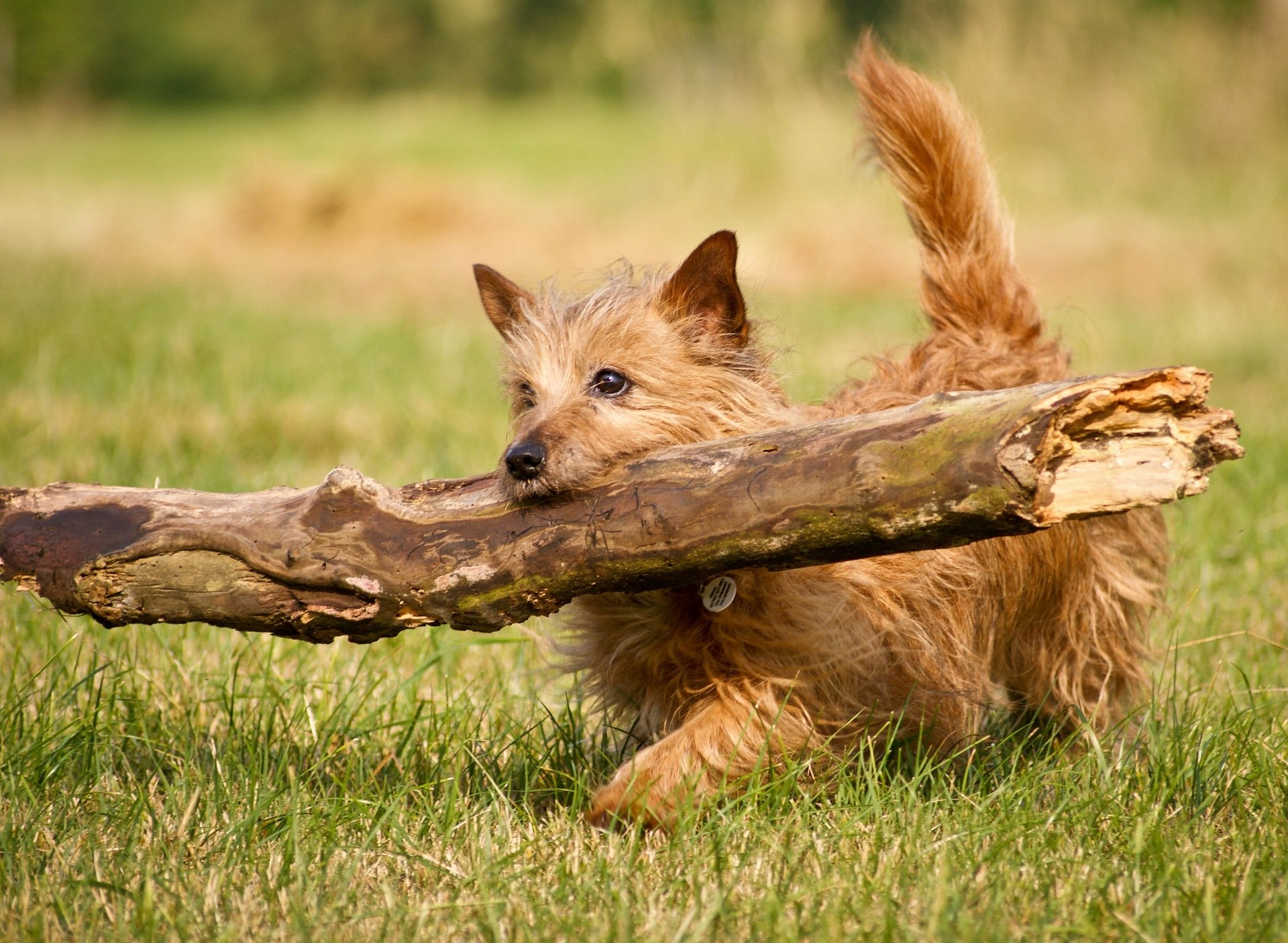 tick log athlete