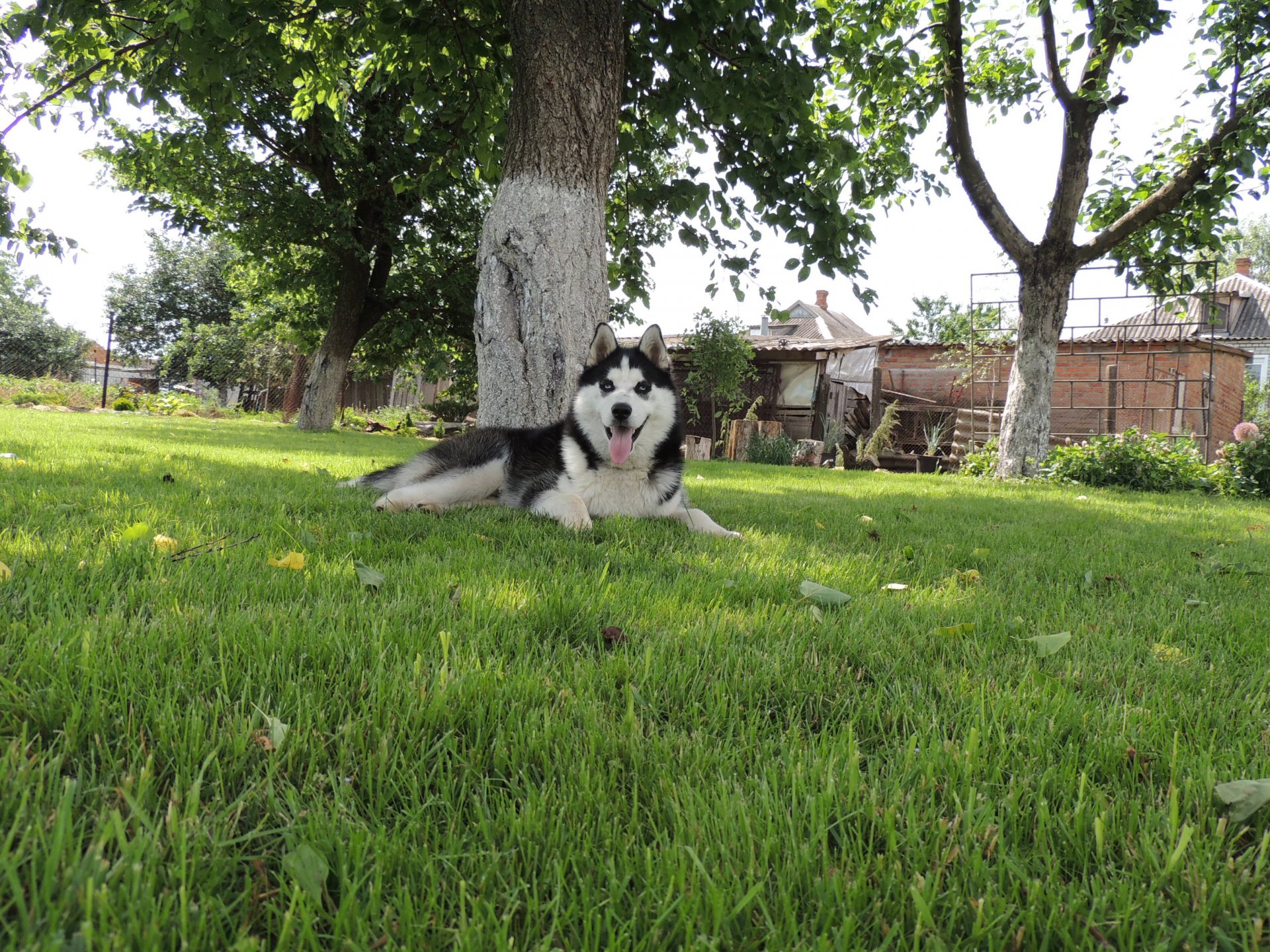 husky sibérien husky husky arnie yeux bleus été