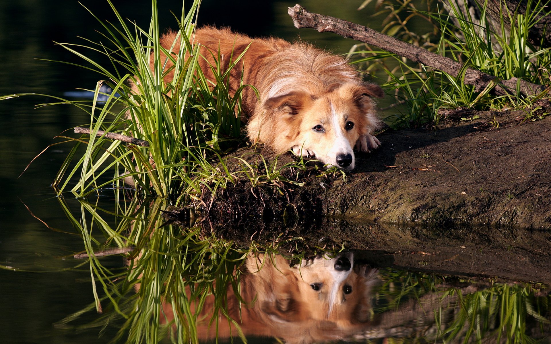 open air border collie dawn