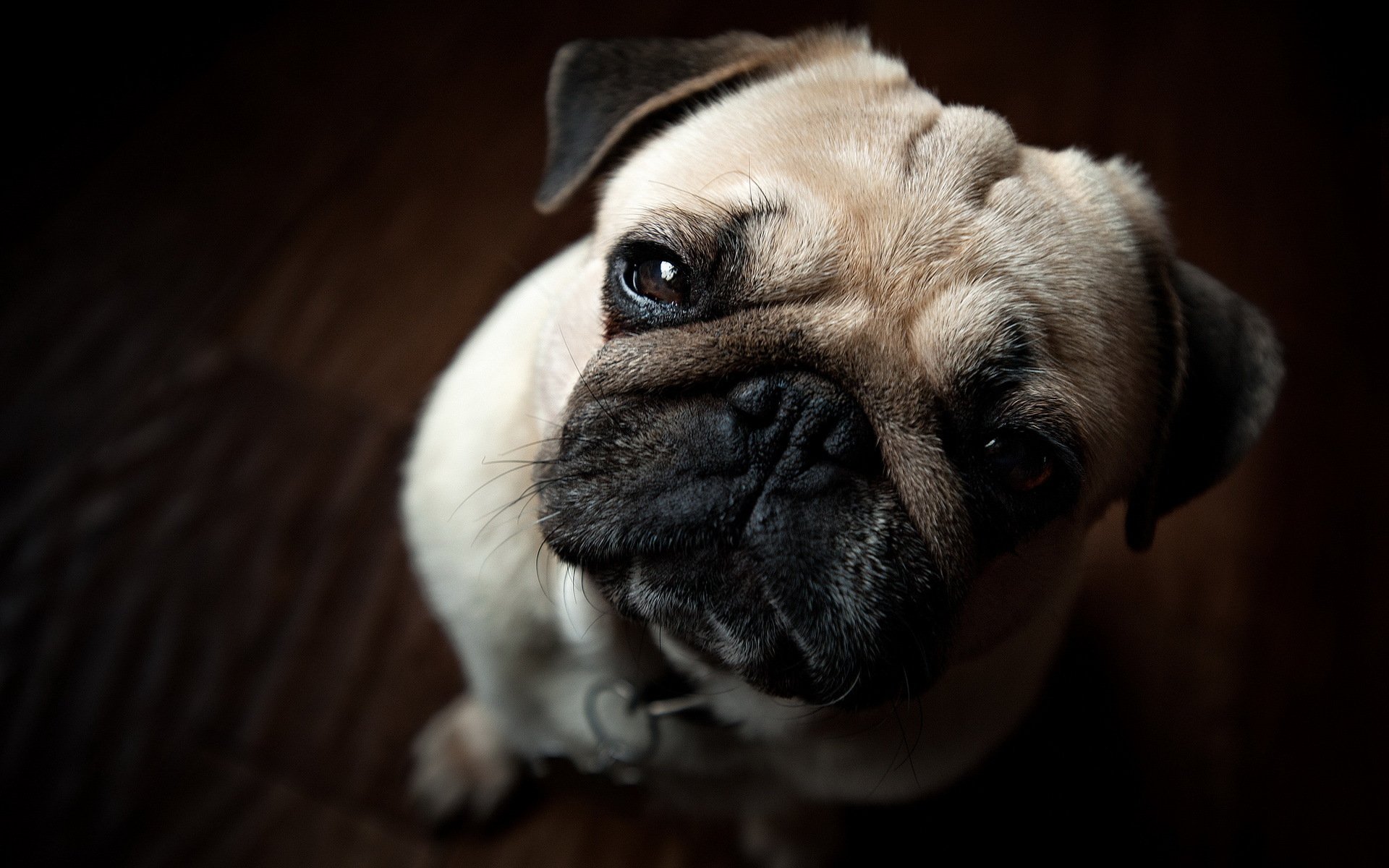 dog pug view