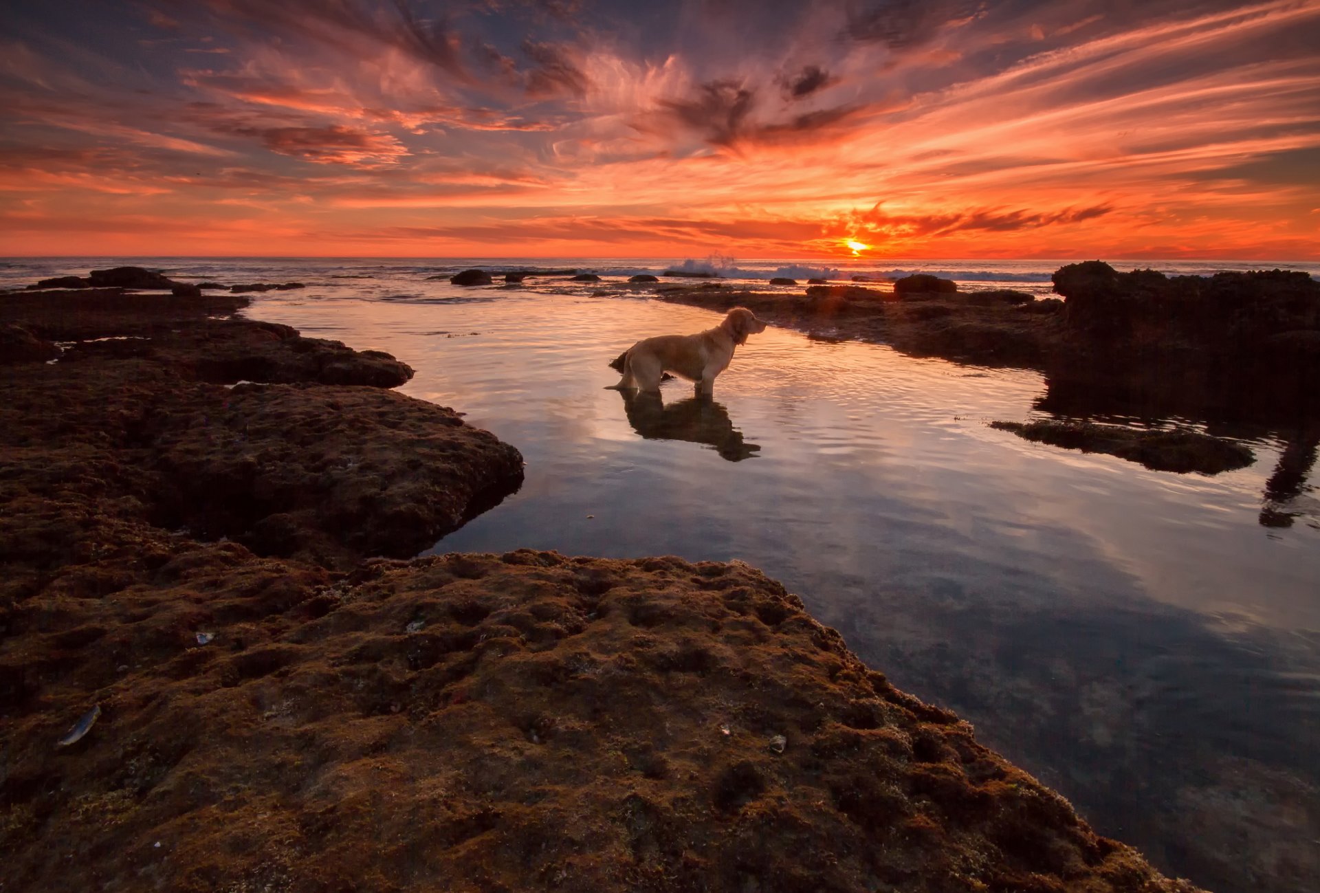 mer plage coucher de soleil chien attente