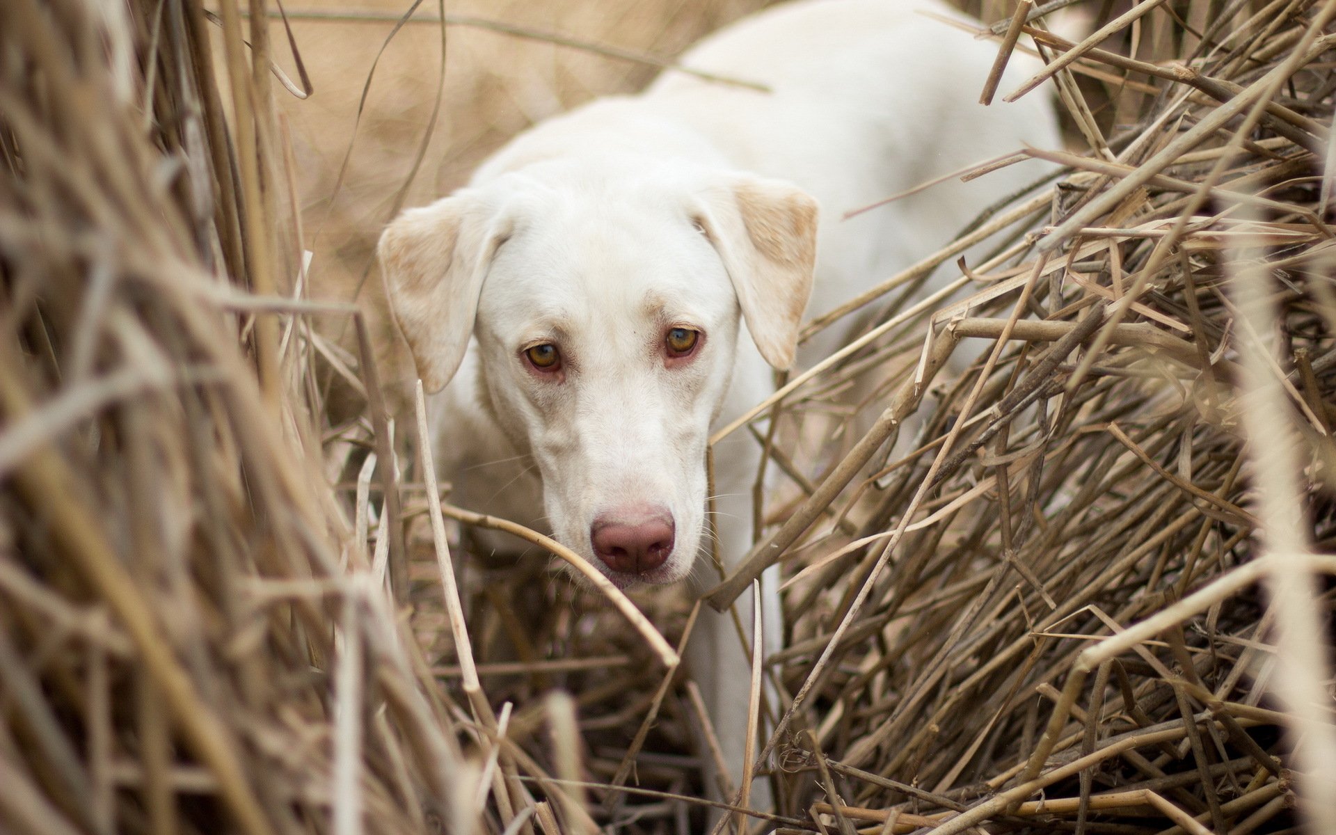 cane campo sfondo