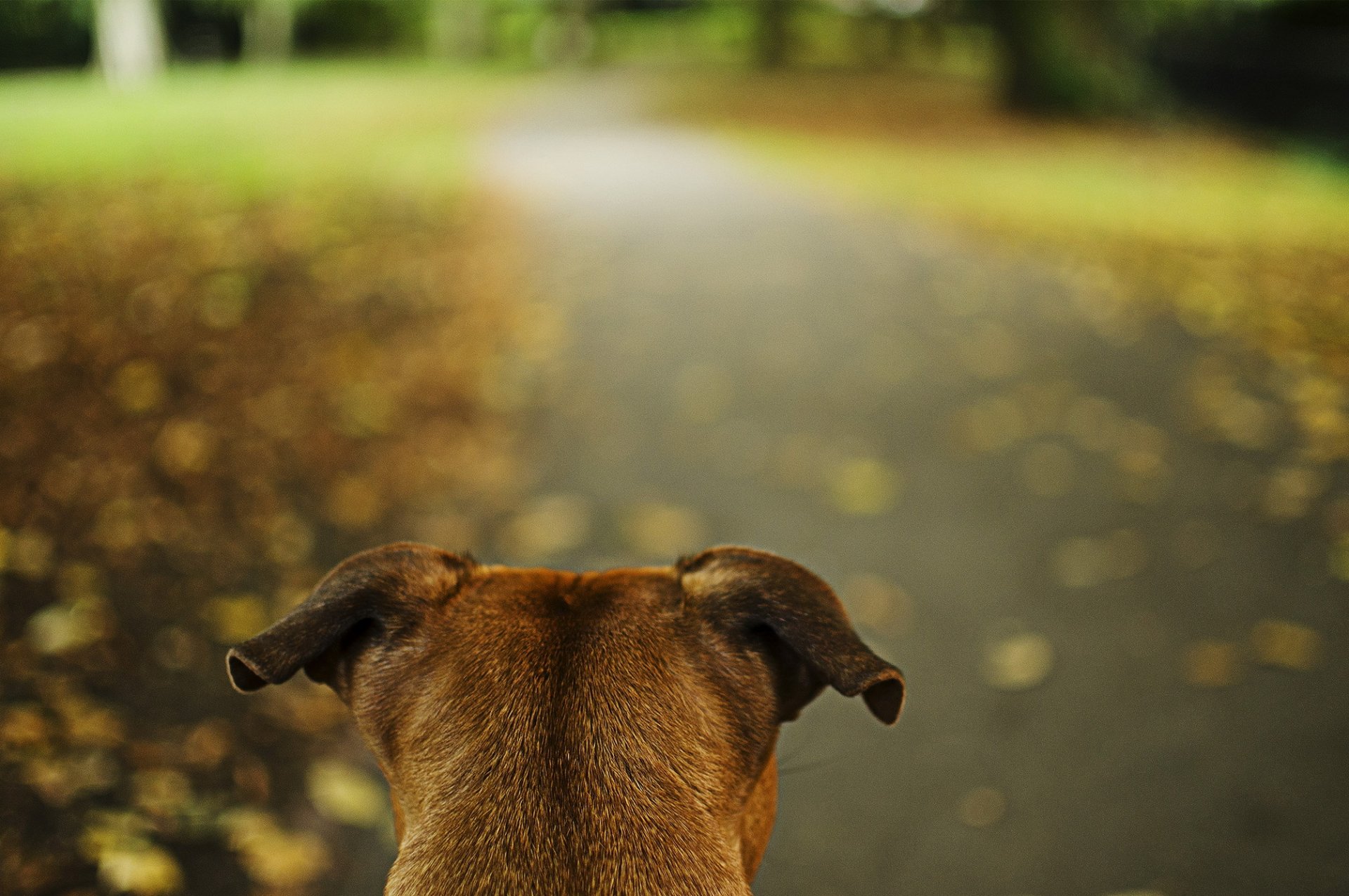 park droga pies uszy czujność