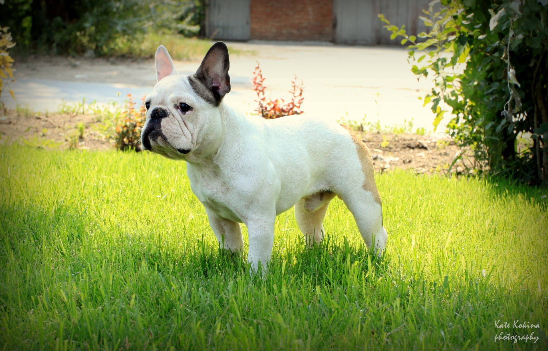 bouledogue français herbe support