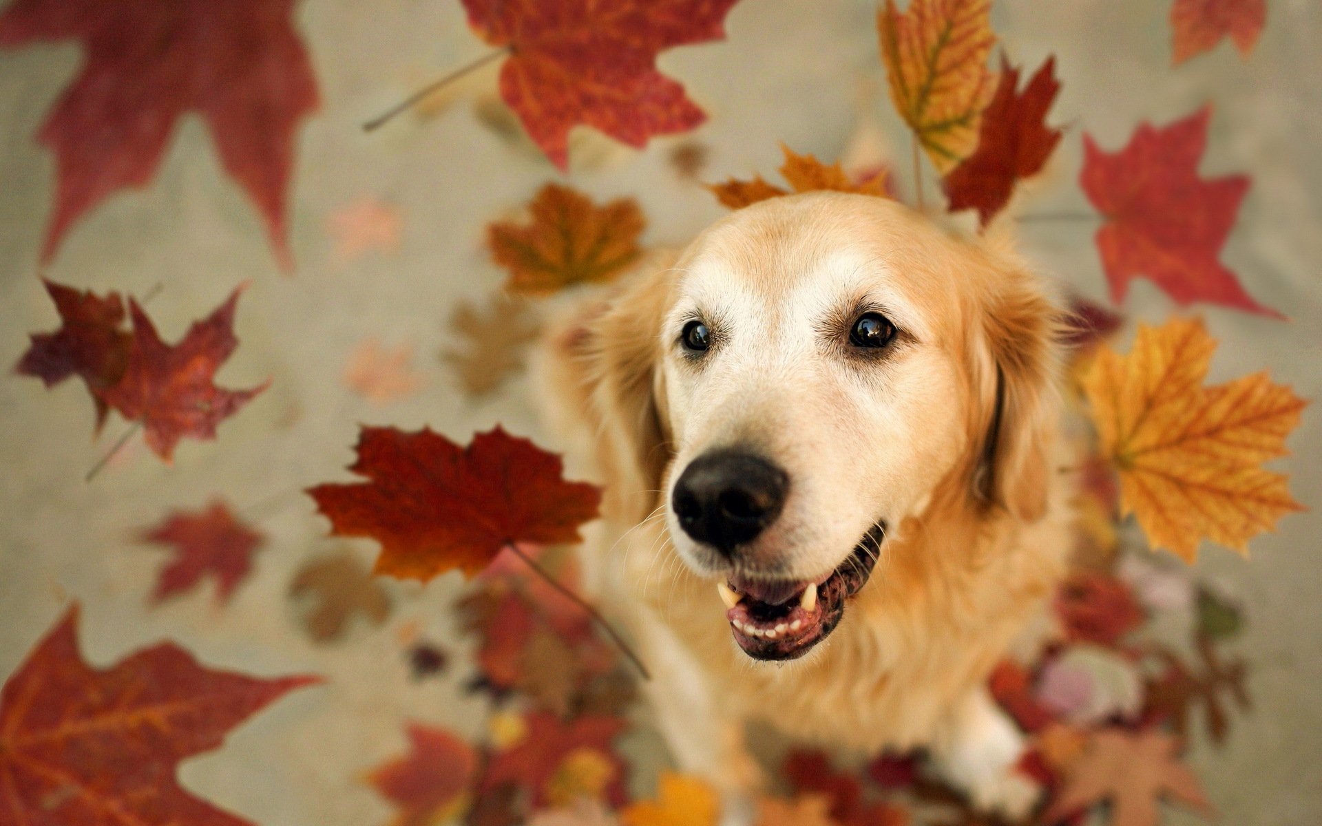 cane amico foglie