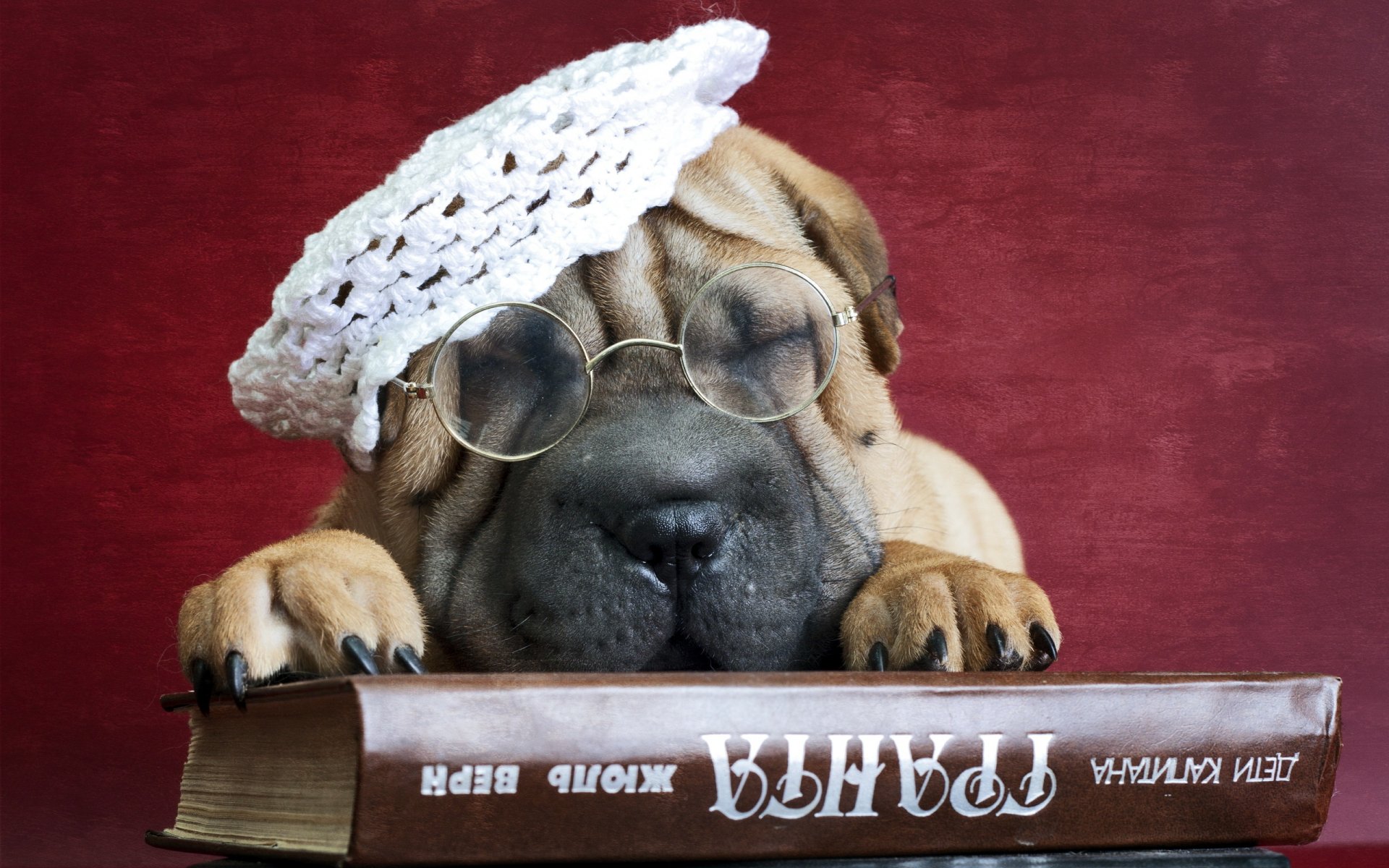 sharpei pies przyjaciel książka okulary