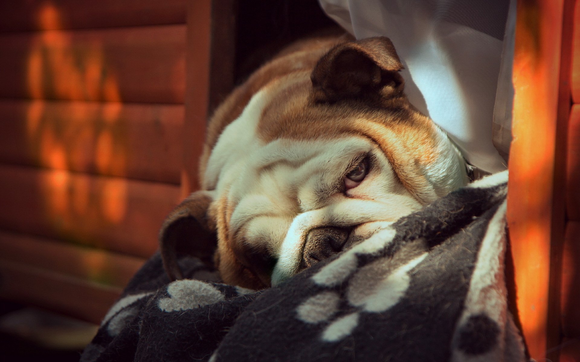 cane sguardo amico