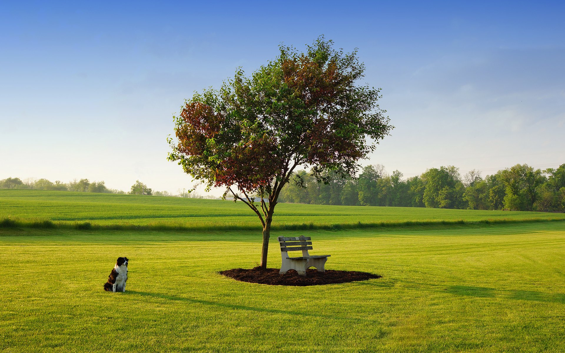 chien herbe pelouse ciel arbre banc printemps mai parc ted van pelt