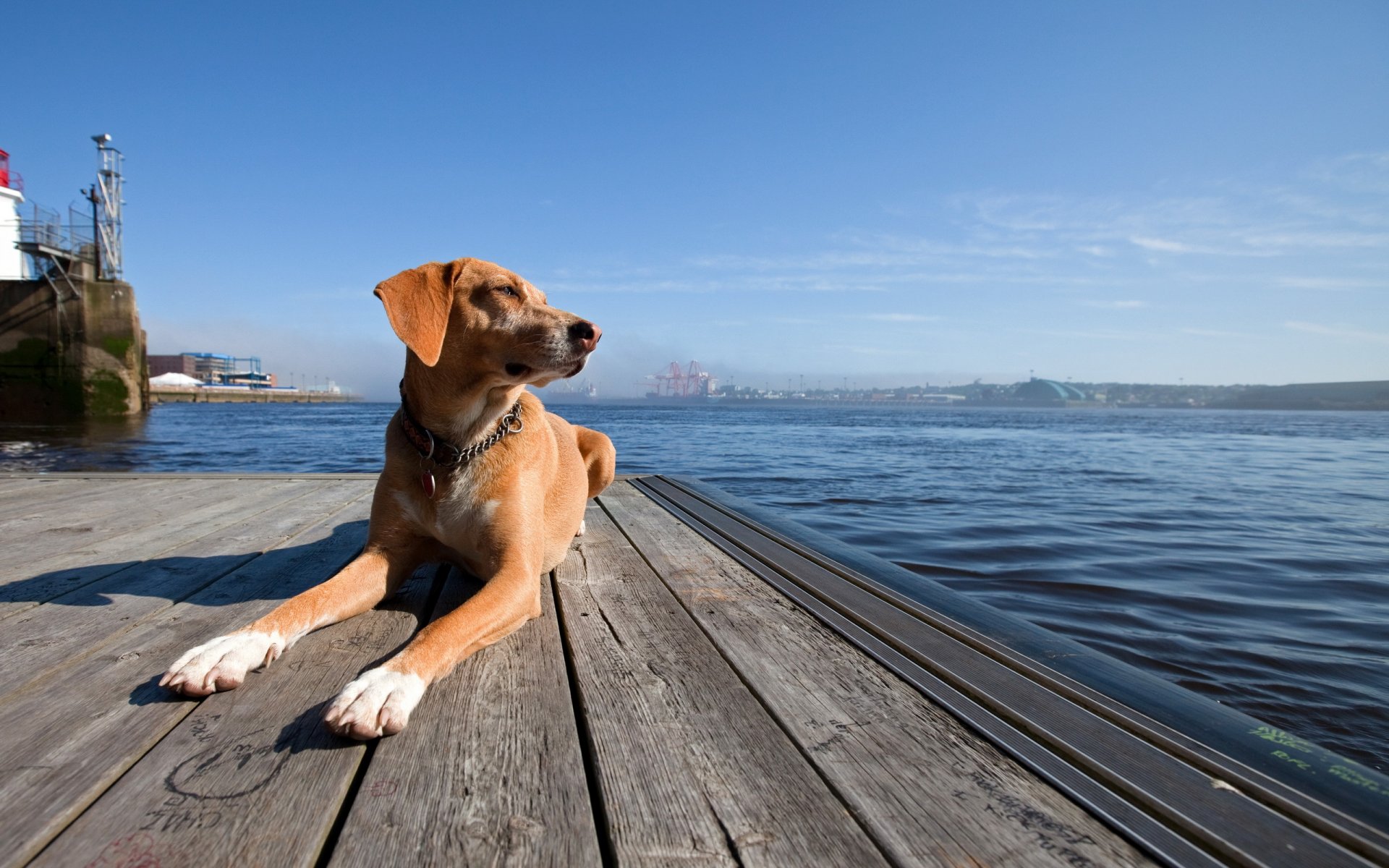 cane amico mare porto